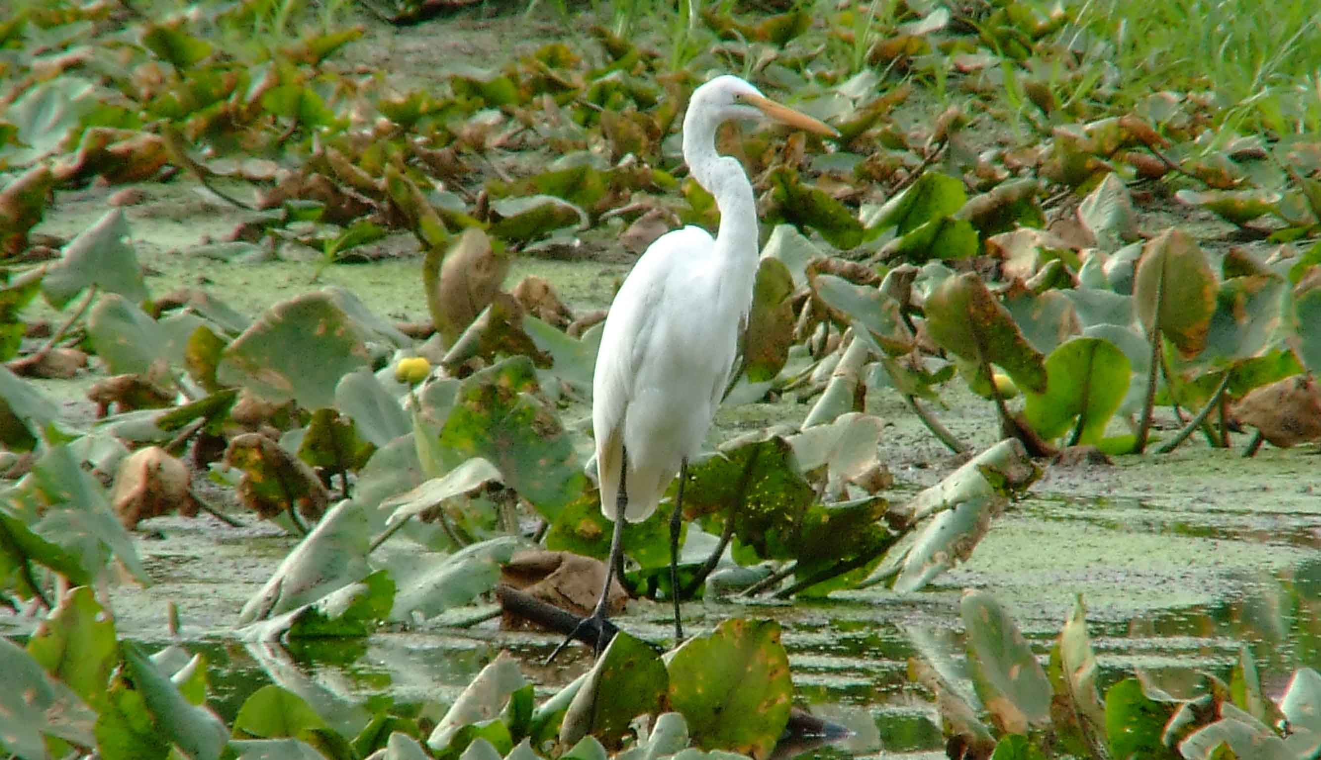 Ardea alba, bird watching, C and O Canal, Camera, Casmerodius albus, Class: Aves, Common Egret, DC, Dick Maley, display, Egretta alba, Family: Ardeidae, fishing, Fuji Digital Camera S9600, Genus: Ardea, Google Images, Great Egret, Great White Egret, hiking, Hughes Hollow, Hunting Quarter Road, Kingdom: Animalia, Ko-tuku, Marsh, Maryland, MD, Montgomery County, nature, North America, Order: Ciconiiformes, photography, Phylum: Chordata, Poolesville, Potomac, Richard Maley, river, Species: A alba, USA, wading egret, Washington, Wetlands, White Heron