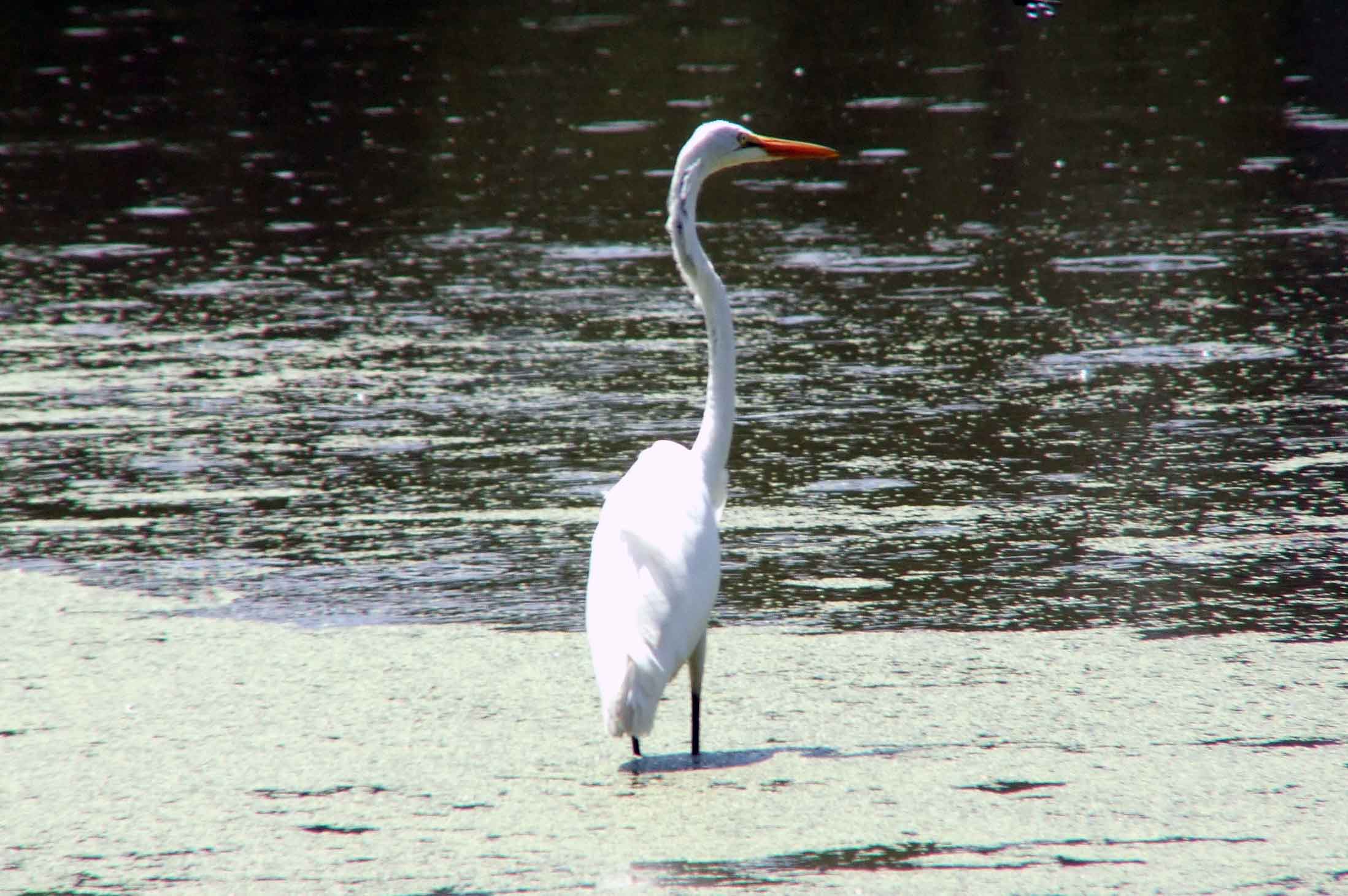 Ardea alba, bird watching, C and O Canal, Camera, Casmerodius albus, Class: Aves, Common Egret, DC, Dick Maley, display, Egretta alba, Family: Ardeidae, fishing, Fuji Digital Camera S9600, Genus: Ardea, Google Images, Great Egret, Great White Egret, hiking, Hughes Hollow, Hunting Quarter Road, Kingdom: Animalia, Ko-tuku, Marsh, Maryland, MD, Montgomery County, nature, North America, Order: Ciconiiformes, photography, Phylum: Chordata, Poolesville, Potomac, Richard Maley, river, Species: A alba, USA, wading egret, Washington, Wetlands, White Heron