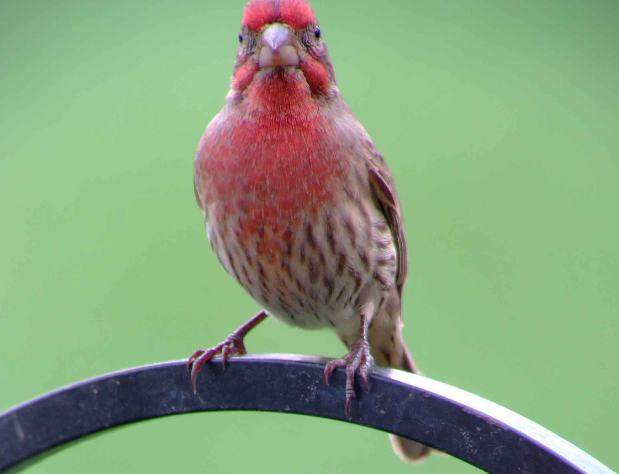 binoculars, bird watching, C and O Canal, C&O Canal, camera, Carpodacus mexicanus, Class:Aves, DC, Dick Maley, digiscoping, display, Family: Fringillidae, focus, Fuji Digital Camera S9600, Genus: Carpodacus, Google Images, House Finch, Hughes Hollow, Hunting Quarter Road, in focus, Kingdom: Animalia, Kingdom:Animalia, Marsh, Maryland, mating, MD, Montgomery County, North America, Order: Passeriformes, photography, photoshop, Phylum: Chordata, Poolesville, Potomac, Potomac Maryland, refractor, resolution, Richard Maley, ritual, river, Rosefinch, sharp, Species: C mexicanus, telephoto, telescope, USA, Washington, Wetlands