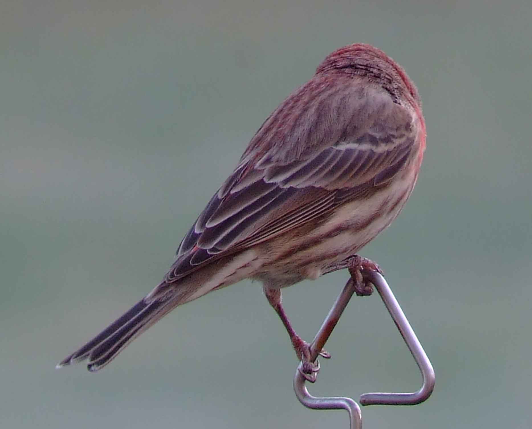 binoculars, bird watching, C and O Canal, C&O Canal, camera, Carpodacus mexicanus, Class:Aves, DC, Dick Maley, digiscoping, display, Family: Fringillidae, focus, Fuji Digital Camera S9600, Genus: Carpodacus, Google Images, House Finch, Hughes Hollow, Hunting Quarter Road, in focus, Kingdom: Animalia, Kingdom:Animalia, Marsh, Maryland, mating, MD, Montgomery County, North America, Order: Passeriformes, photography, photoshop, Phylum: Chordata, Poolesville, Potomac, Potomac Maryland, refractor, resolution, Richard Maley, ritual, river, Rosefinch, sharp, Species: C mexicanus, telephoto, telescope, USA, Washington, Wetlands