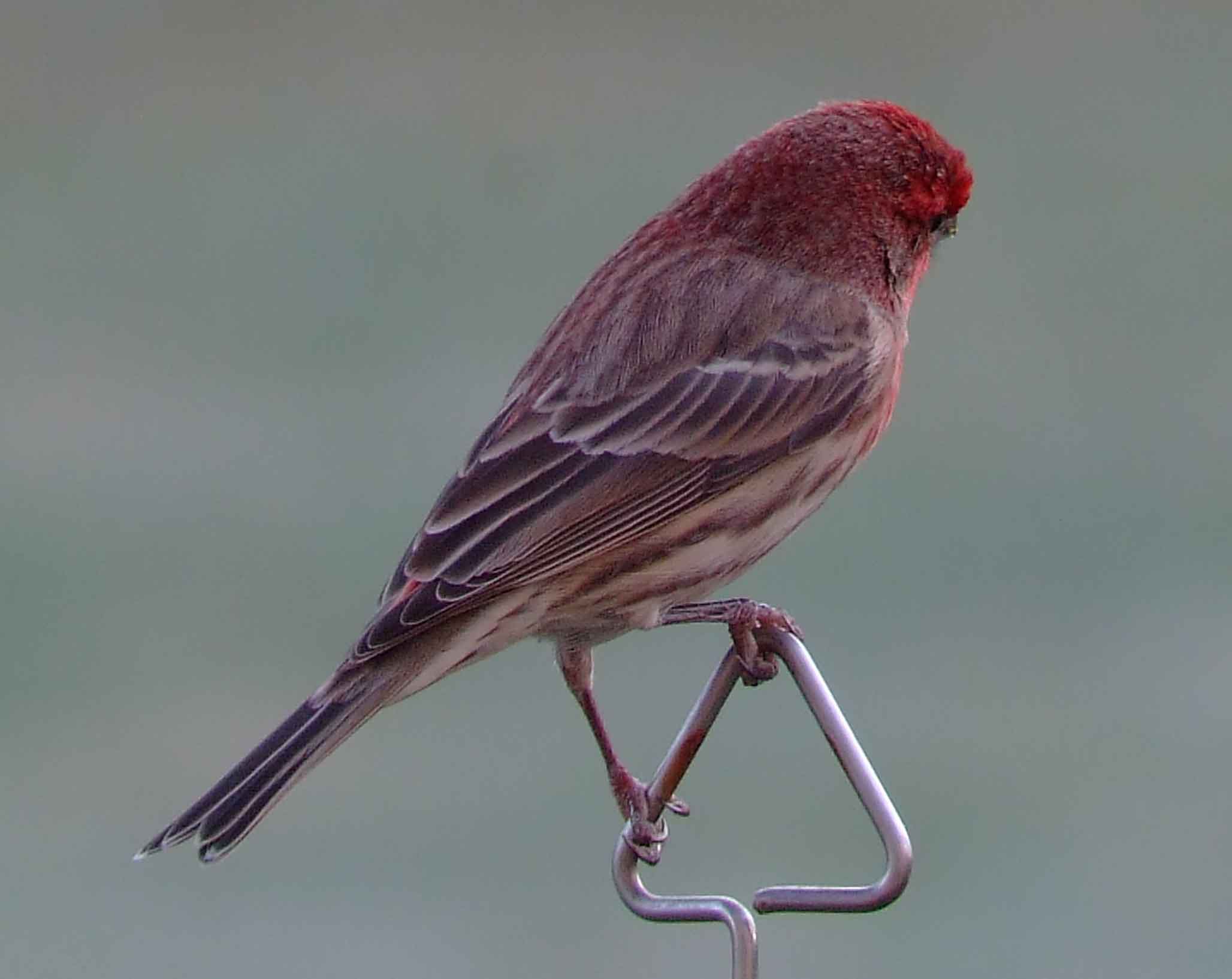 binoculars, bird watching, C and O Canal, C&O Canal, camera, Carpodacus mexicanus, Class:Aves, DC, Dick Maley, digiscoping, display, Family: Fringillidae, focus, Fuji Digital Camera S9600, Genus: Carpodacus, Google Images, House Finch, Hughes Hollow, Hunting Quarter Road, in focus, Kingdom: Animalia, Kingdom:Animalia, Marsh, Maryland, mating, MD, Montgomery County, North America, Order: Passeriformes, photography, photoshop, Phylum: Chordata, Poolesville, Potomac, Potomac Maryland, refractor, resolution, Richard Maley, ritual, river, Rosefinch, sharp, Species: C mexicanus, telephoto, telescope, USA, Washington, Wetlands