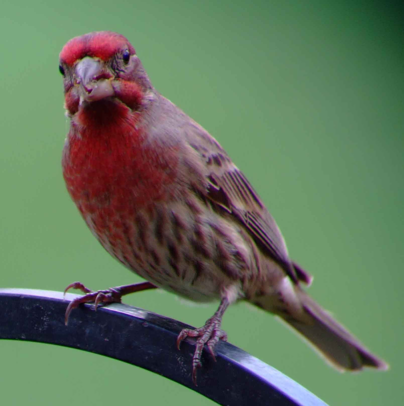 binoculars, bird watching, C and O Canal, C&O Canal, camera, Carpodacus mexicanus, Class:Aves, DC, Dick Maley, digiscoping, display, Family: Fringillidae, focus, Fuji Digital Camera S9600, Genus: Carpodacus, Google Images, House Finch, Hughes Hollow, Hunting Quarter Road, in focus, Kingdom: Animalia, Kingdom:Animalia, Marsh, Maryland, mating, MD, Montgomery County, North America, Order: Passeriformes, photography, photoshop, Phylum: Chordata, Poolesville, Potomac, Potomac Maryland, refractor, resolution, Richard Maley, ritual, river, Rosefinch, sharp, Species: C mexicanus, telephoto, telescope, USA, Washington, Wetlands