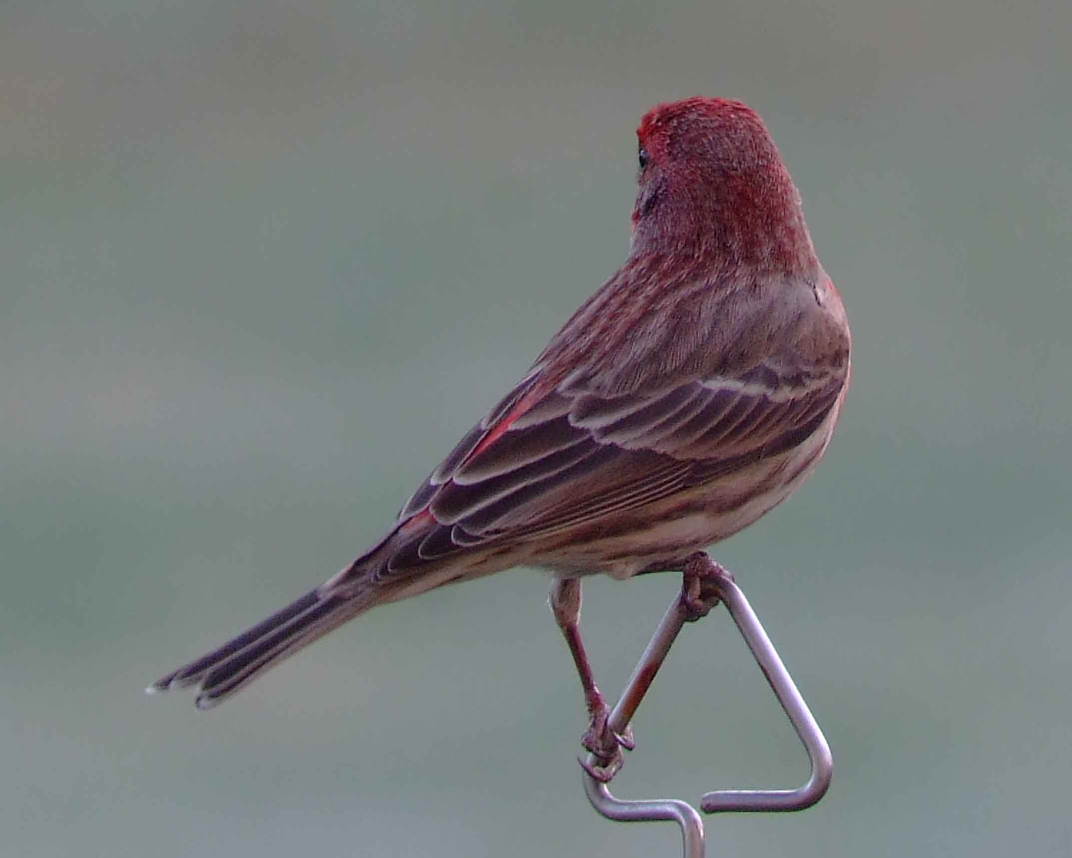 binoculars, bird watching, C and O Canal, C&O Canal, camera, Carpodacus mexicanus, Class:Aves, DC, Dick Maley, digiscoping, display, Family: Fringillidae, focus, Fuji Digital Camera S9600, Genus: Carpodacus, Google Images, House Finch, Hughes Hollow, Hunting Quarter Road, in focus, Kingdom: Animalia, Kingdom:Animalia, Marsh, Maryland, mating, MD, Montgomery County, North America, Order: Passeriformes, photography, photoshop, Phylum: Chordata, Poolesville, Potomac, Potomac Maryland, refractor, resolution, Richard Maley, ritual, river, Rosefinch, sharp, Species: C mexicanus, telephoto, telescope, USA, Washington, Wetlands