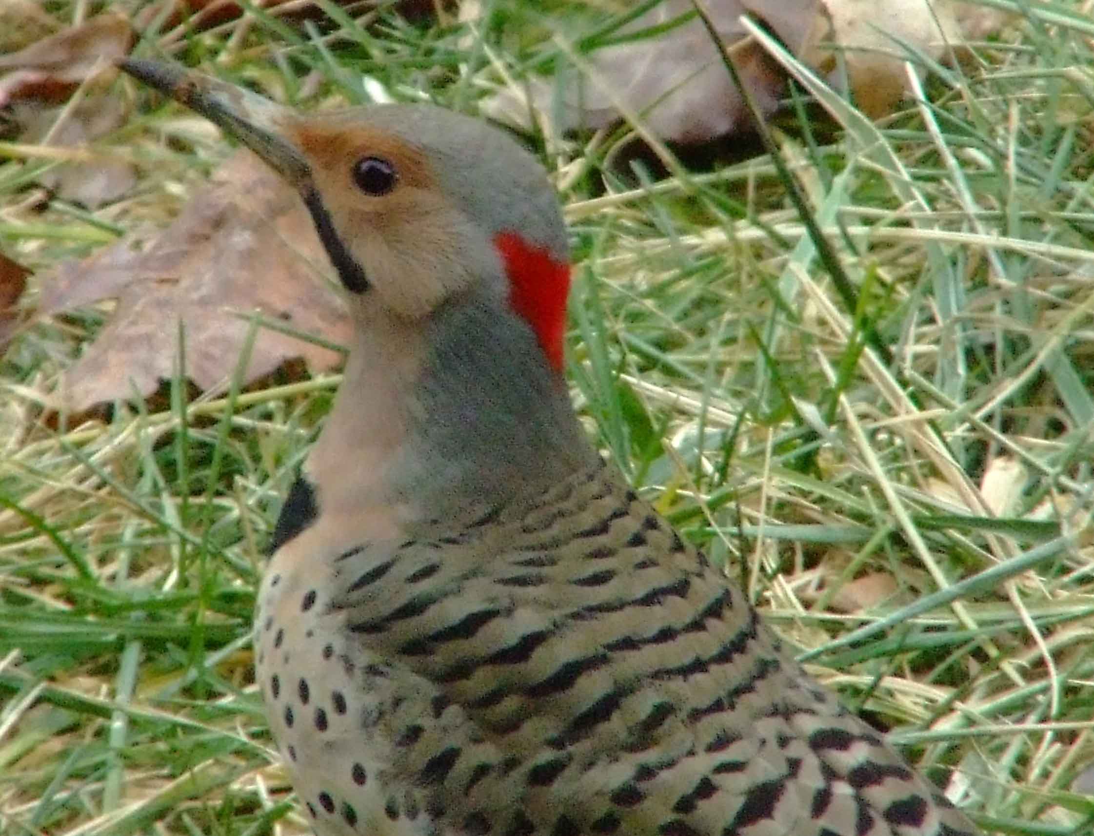 bird watching, C and O Canal, Class: Aves, Colaptes auratus, DC, Dick Maley, display, Family: Picidae, Fuji Digital Camera S9600, Genus: Colaptes, Google Images, Hughes Hollow, Hunting Quarter Road, Kingdom: Animalia, Marsh, Maryland, MD, Montgomery County, North America, Northern Flicker, Order: Piciformes, photography, Phylum: Chordata, Poolesville, Potomac, Richard Maley, river, Species: C auratus, USA, Washington, Wetlands, woodpecker