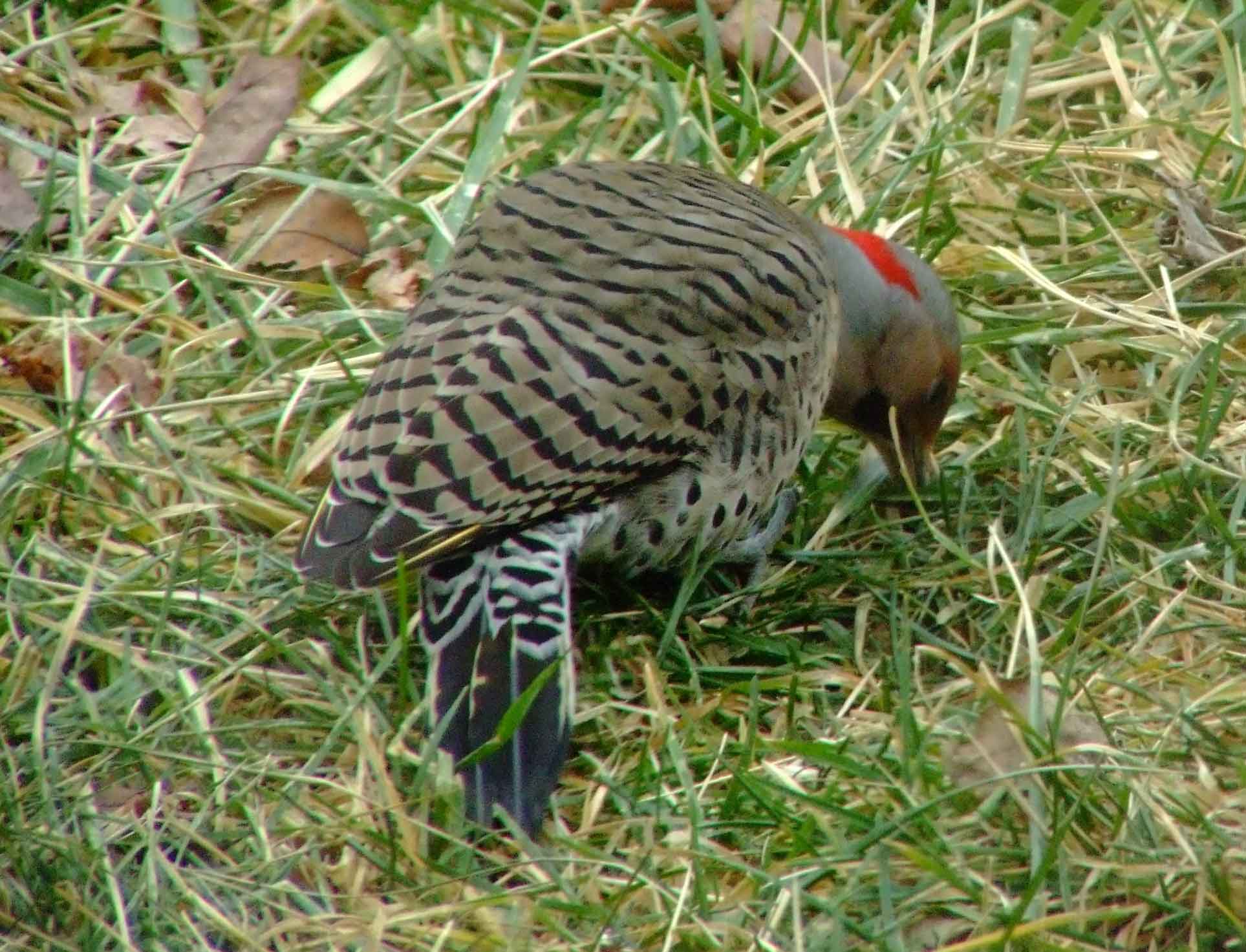 bird watching, C and O Canal, Class: Aves, Colaptes auratus, DC, Dick Maley, display, Family: Picidae, Fuji Digital Camera S9600, Genus: Colaptes, Google Images, Hughes Hollow, Hunting Quarter Road, Kingdom: Animalia, Marsh, Maryland, MD, Montgomery County, North America, Northern Flicker, Order: Piciformes, photography, Phylum: Chordata, Poolesville, Potomac, Richard Maley, river, Species: C auratus, USA, Washington, Wetlands, woodpecker