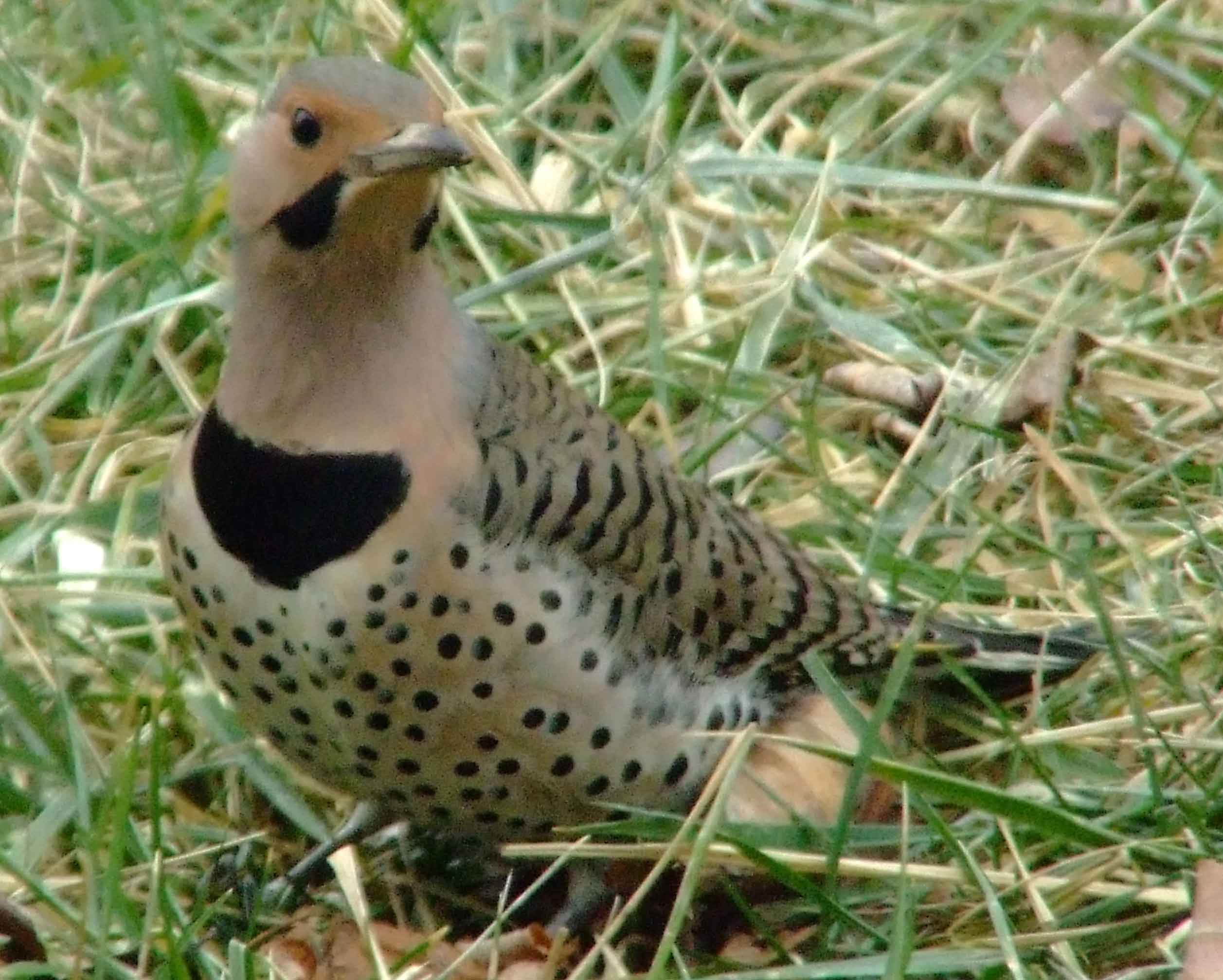 bird watching, C and O Canal, Class: Aves, Colaptes auratus, DC, Dick Maley, display, Family: Picidae, Fuji Digital Camera S9600, Genus: Colaptes, Google Images, Hughes Hollow, Hunting Quarter Road, Kingdom: Animalia, Marsh, Maryland, MD, Montgomery County, North America, Northern Flicker, Order: Piciformes, photography, Phylum: Chordata, Poolesville, Potomac, Richard Maley, river, Species: C auratus, USA, Washington, Wetlands, woodpecker