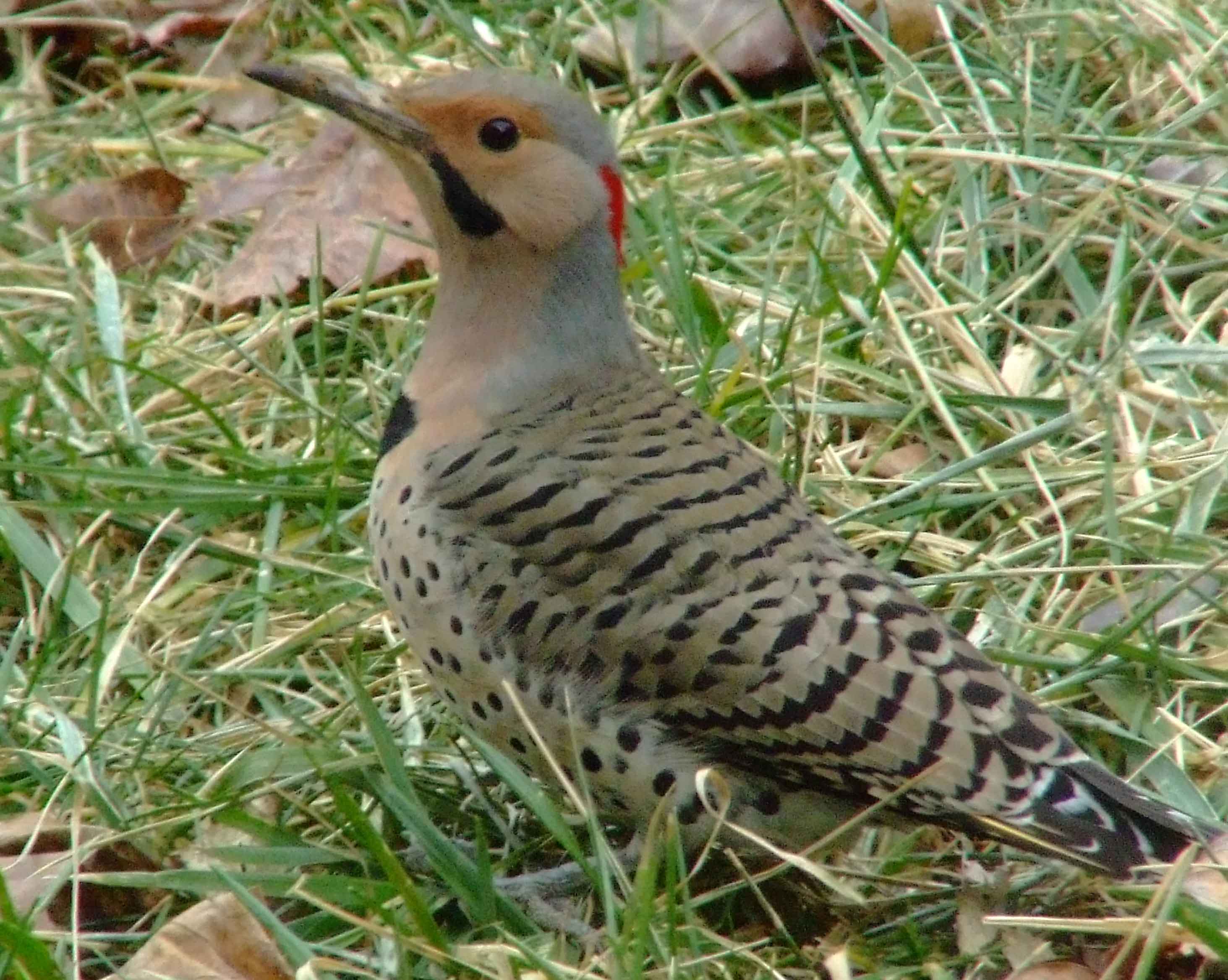 bird watching, C and O Canal, Class: Aves, Colaptes auratus, DC, Dick Maley, display, Family: Picidae, Fuji Digital Camera S9600, Genus: Colaptes, Google Images, Hughes Hollow, Hunting Quarter Road, Kingdom: Animalia, Marsh, Maryland, MD, Montgomery County, North America, Northern Flicker, Order: Piciformes, photography, Phylum: Chordata, Poolesville, Potomac, Richard Maley, river, Species: C auratus, USA, Washington, Wetlands, woodpecker