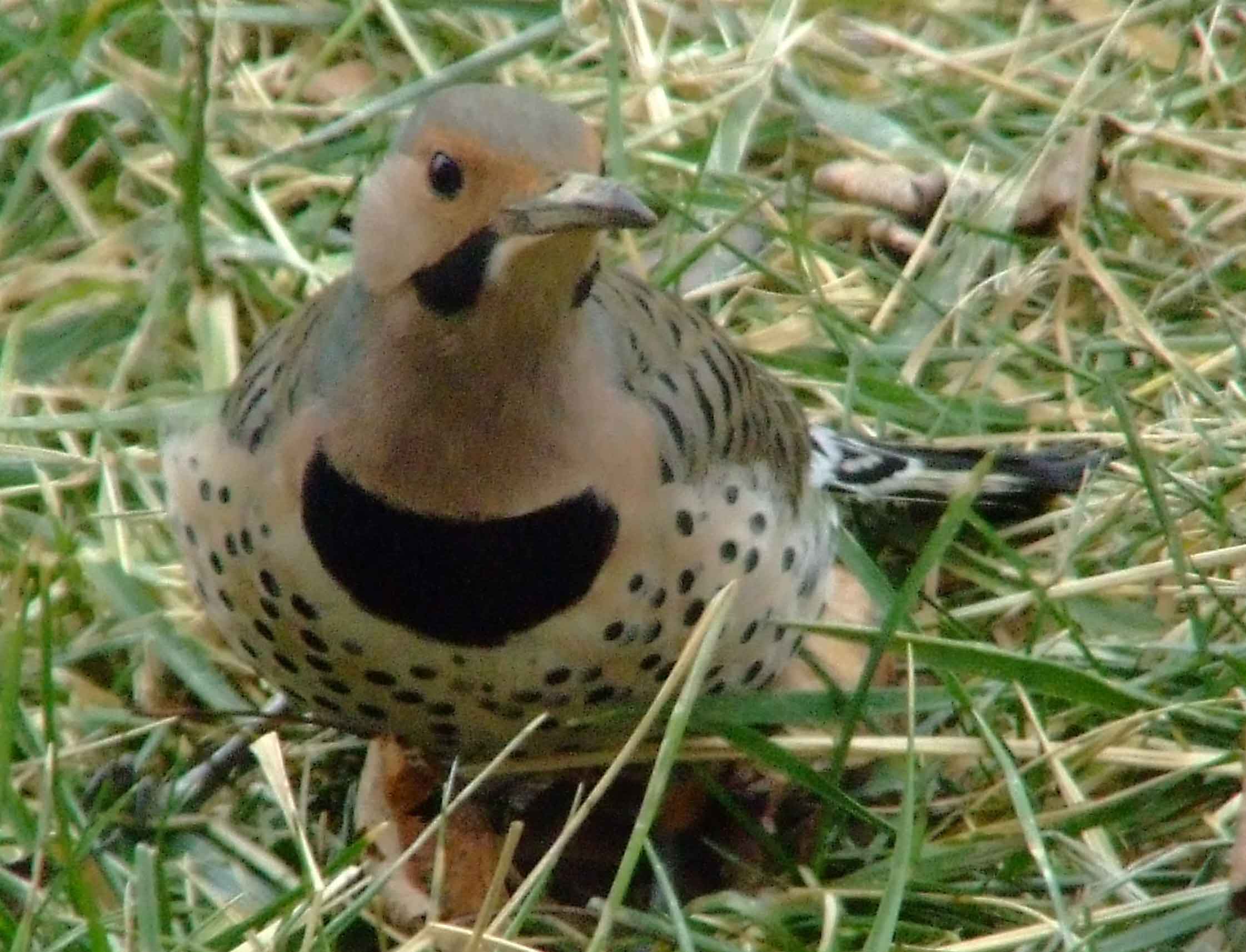 bird watching, C and O Canal, Class: Aves, Colaptes auratus, DC, Dick Maley, display, Family: Picidae, Fuji Digital Camera S9600, Genus: Colaptes, Google Images, Hughes Hollow, Hunting Quarter Road, Kingdom: Animalia, Marsh, Maryland, MD, Montgomery County, North America, Northern Flicker, Order: Piciformes, photography, Phylum: Chordata, Poolesville, Potomac, Richard Maley, river, Species: C auratus, USA, Washington, Wetlands, woodpecker