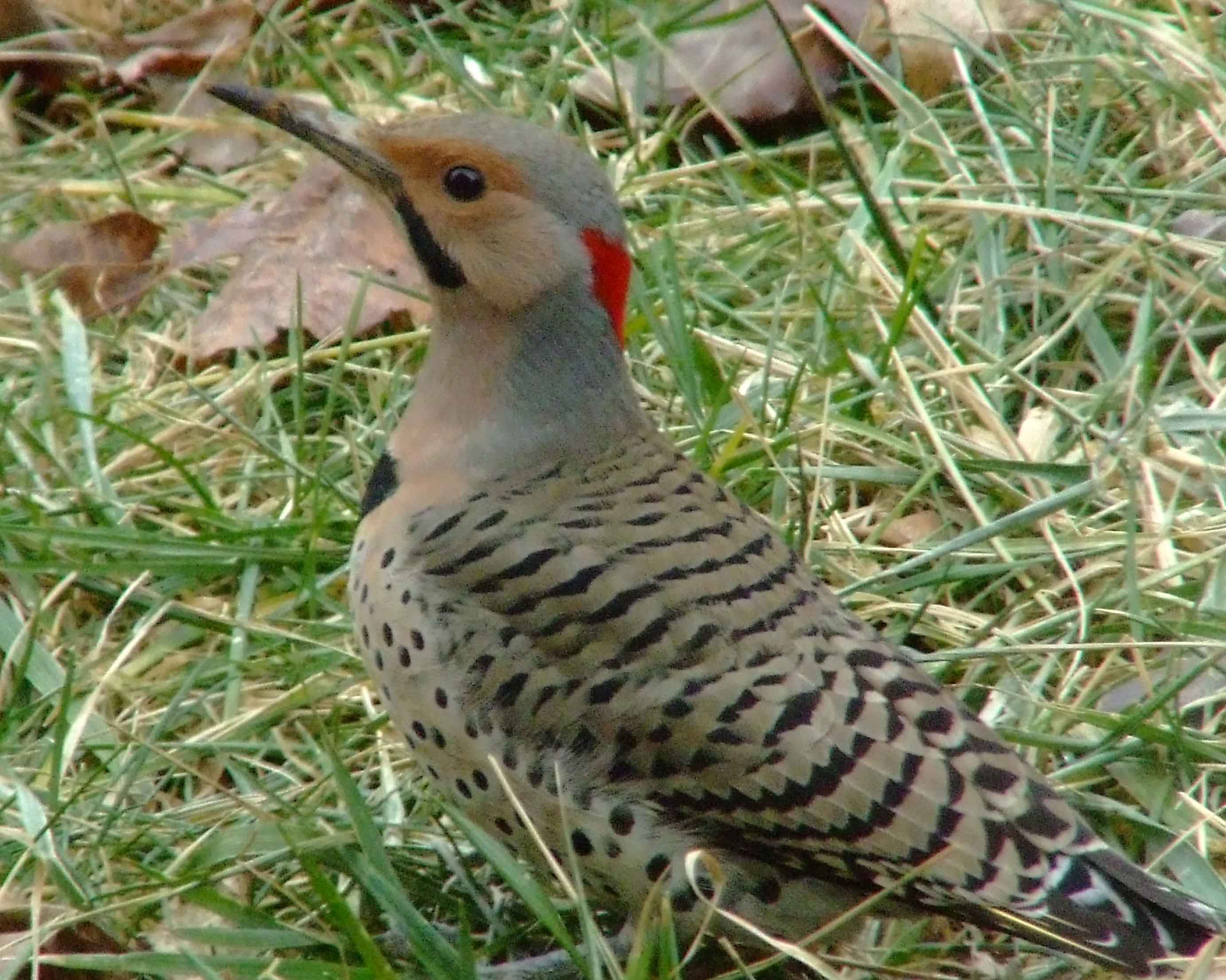 bird watching, C and O Canal, Class: Aves, Colaptes auratus, DC, Dick Maley, display, Family: Picidae, Fuji Digital Camera S9600, Genus: Colaptes, Google Images, Hughes Hollow, Hunting Quarter Road, Kingdom: Animalia, Marsh, Maryland, MD, Montgomery County, North America, Northern Flicker, Order: Piciformes, photography, Phylum: Chordata, Poolesville, Potomac, Richard Maley, river, Species: C auratus, USA, Washington, Wetlands, woodpecker