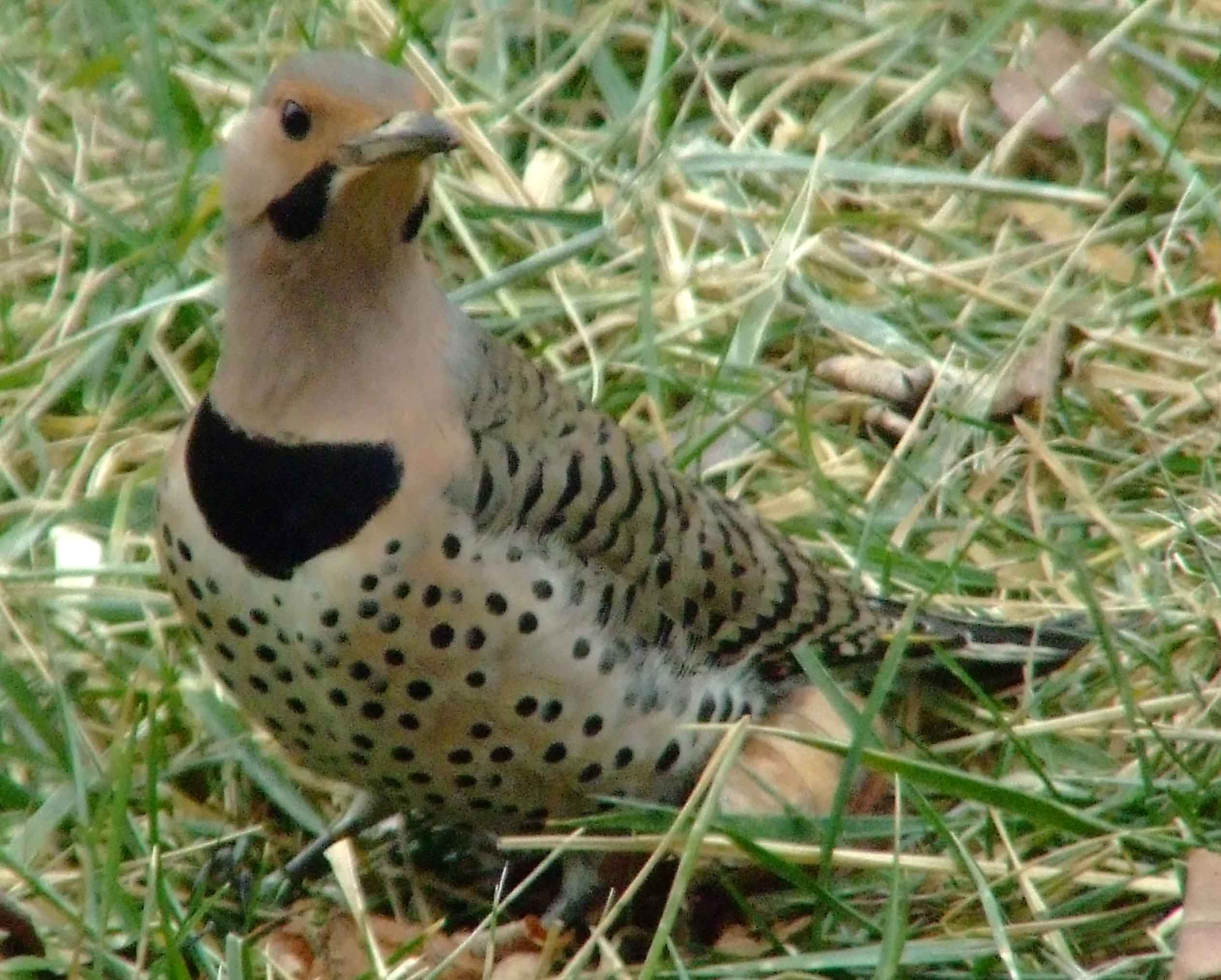 bird watching, C and O Canal, Class: Aves, Colaptes auratus, DC, Dick Maley, display, Family: Picidae, Fuji Digital Camera S9600, Genus: Colaptes, Google Images, Hughes Hollow, Hunting Quarter Road, Kingdom: Animalia, Marsh, Maryland, MD, Montgomery County, North America, Northern Flicker, Order: Piciformes, photography, Phylum: Chordata, Poolesville, Potomac, Richard Maley, river, Species: C auratus, USA, Washington, Wetlands, woodpecker