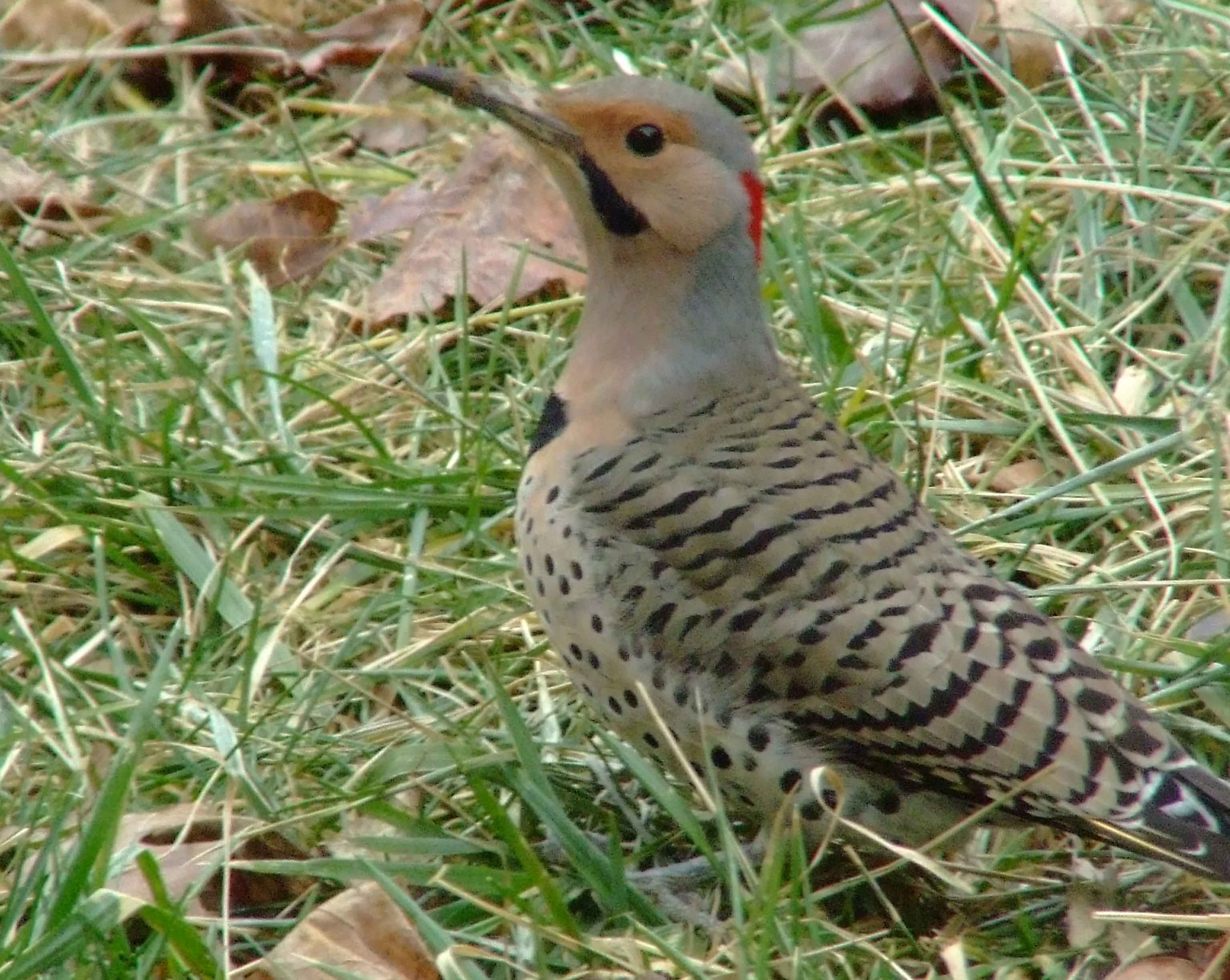 bird watching, C and O Canal, Class: Aves, Colaptes auratus, DC, Dick Maley, display, Family: Picidae, Fuji Digital Camera S9600, Genus: Colaptes, Google Images, Hughes Hollow, Hunting Quarter Road, Kingdom: Animalia, Marsh, Maryland, MD, Montgomery County, North America, Northern Flicker, Order: Piciformes, photography, Phylum: Chordata, Poolesville, Potomac, Richard Maley, river, Species: C auratus, USA, Washington, Wetlands, woodpecker