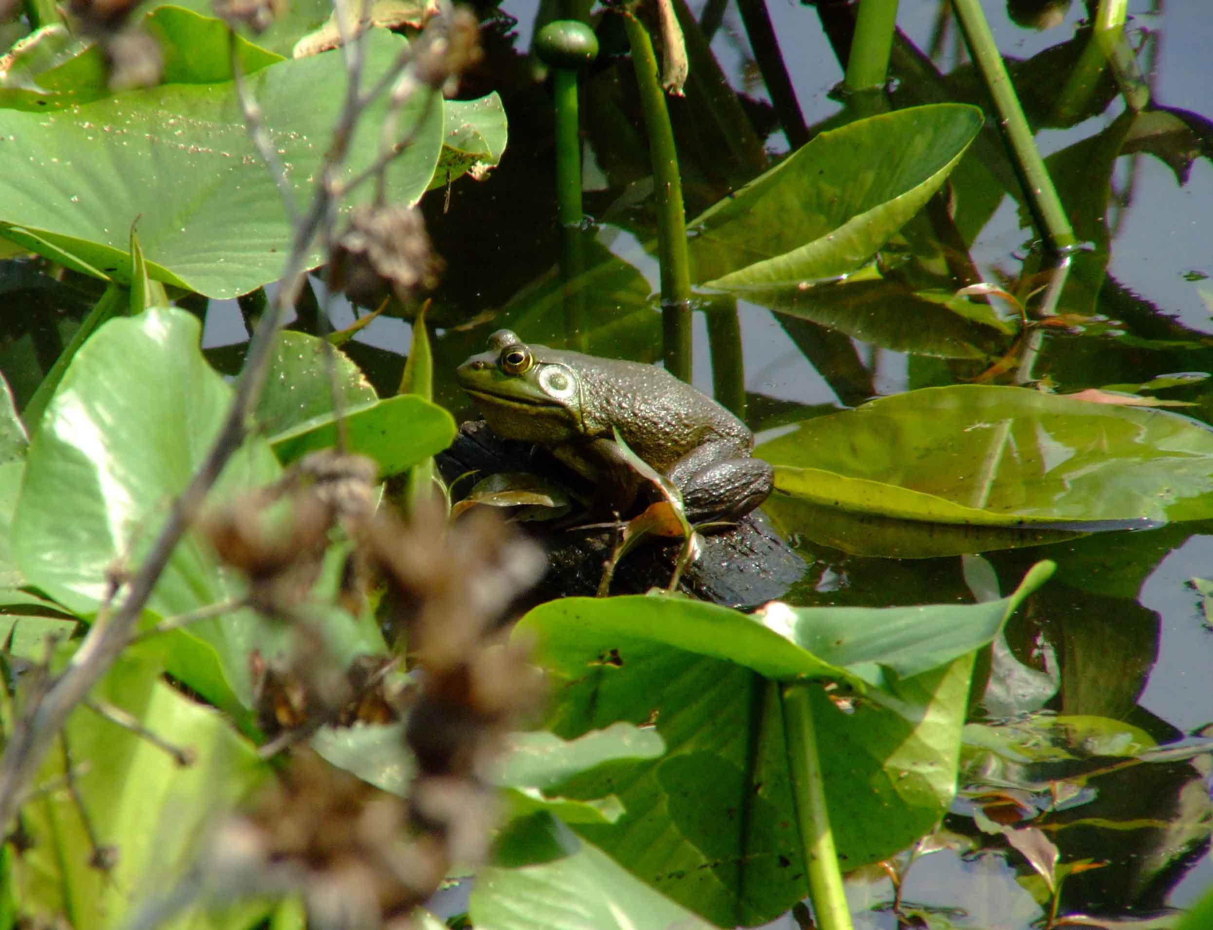 bird watching, C and O Canal, DC, Dick Maley, display, fishing, Frogs, Fuji Digital Camera S9600, Google Images, green, hiking, Hughes Hollow, Hunting Quarter Road, Marsh, Maryland, MD, Montgomery County, nature, North America, photography, Poolesville, Potomac, Richard Maley, river, USA, Washington, Wetlands