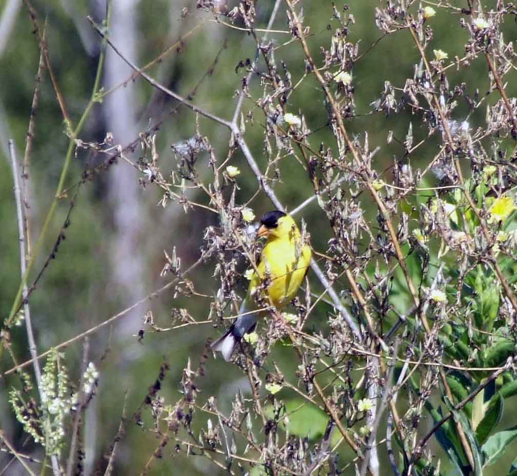 binoculars, bird watching, C&O Canal, camera, Class:Aves, DC, Dick Maley, digiscoping, display, focus, Fuji Digital Camera S9600, goldfinch, hiking, Hughes Hollow, Hunting Quarter Road, in focus, Marsh, Maryland, mating, MD, Montgomery County, nature, North America, photography, photoshop, Poolesville, Potomac, Potomac Maryland, refractor, resolution, Richard Maley, ritual, river, sharp, telephoto, telescope, USA, Washington, Wetlands