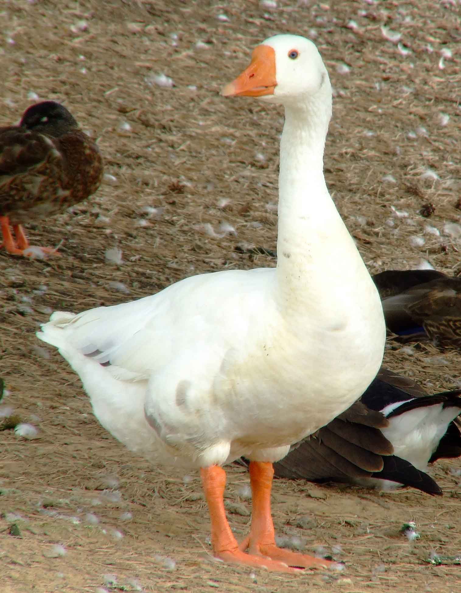 bird watching, C and O Canal, DC, Dick Maley, display, Fuji Digital Camera S9600, Hughes Hollow, Hunting Quarter Road, Marsh, Maryland, MD, Montgomery County, North America, photography, Poolesville, Potomac, Richard Maley, river, USA, Washington, Wetlands, Google Images, Canada Goose