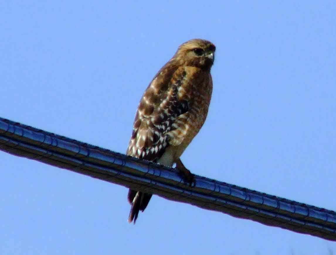 bird watching, C and O Canal, DC, Dick Maley, display, Fuji Digital Camera S9600, Hughes Hollow, Hunting Quarter Road, Marsh, Maryland, MD, Montgomery County, North America, photography, Poolesville, Potomac, Richard Maley, river, USA, Washington, Wetlands, Google Images, Red-shouldered Hawk, Buteo lineatus, Kingdom: Animalia, Phylum: Chordata, Class: Aves, Order: Falconiformes, Family: Accipitridae, Subfamily: Accipitrinae, Genus: Buteo, Species: B lineatus