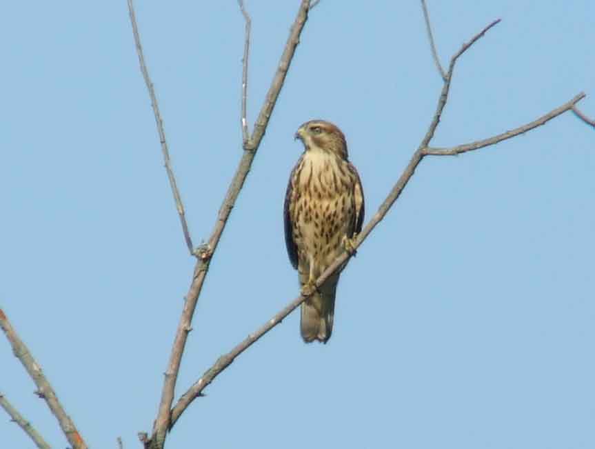 bird watching, C and O Canal, DC, Dick Maley, display, Fuji Digital Camera S9600, Hughes Hollow, Hunting Quarter Road, Marsh, Maryland, MD, Montgomery County, North America, photography, Poolesville, Potomac, Richard Maley, river, USA, Washington, Wetlands, Google Images, Red-shouldered Hawk, Buteo lineatus, Kingdom: Animalia, Phylum: Chordata, Class: Aves, Order: Falconiformes, Family: Accipitridae, Subfamily: Accipitrinae, Genus: Buteo, Species: B lineatus