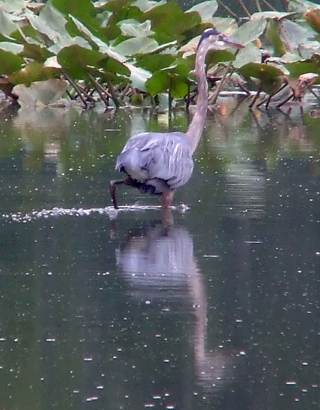 bird watching, C and O Canal, DC, Dick Maley, display, Fuji Digital Camera S9600, Hughes Hollow, Hunting Quarter Road, Marsh, Maryland, MD, Montgomery County, North America, photography, Poolesville, Potomac, Richard Maley, river, USA, Washington, Wetlands, Google Images, Ardea herodias, Great Blue Heron, Kingdom: Animalia, Phylum: Chordata, Class: Aves, Order: Ciconiiformes, Family: Ardeidae, Genus: Ardea, Species: A herodias