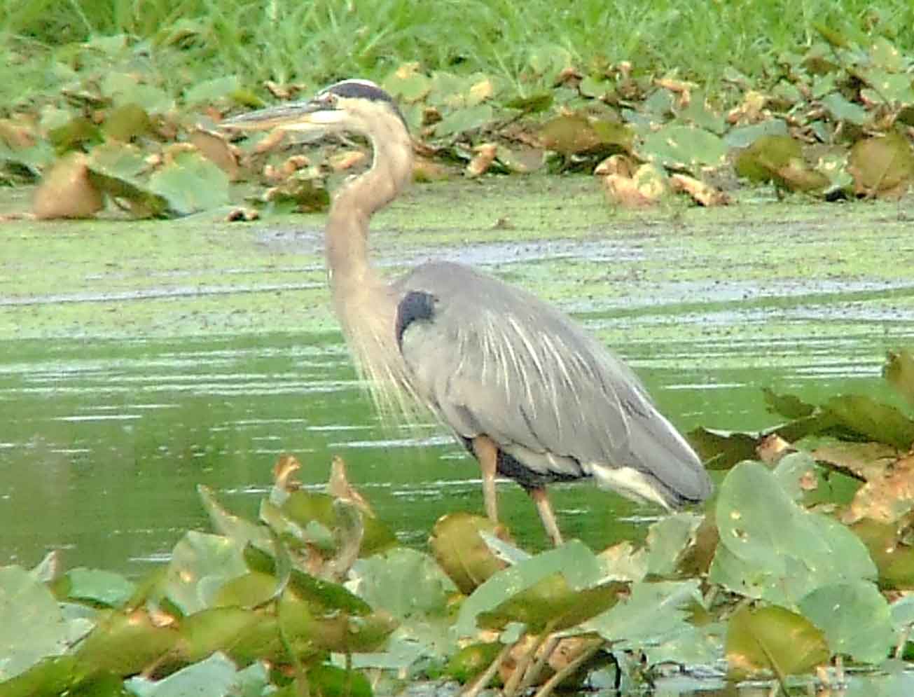 bird watching, C and O Canal, DC, Dick Maley, display, Fuji Digital Camera S9600, Hughes Hollow, Hunting Quarter Road, Marsh, Maryland, MD, Montgomery County, North America, photography, Poolesville, Potomac, Richard Maley, river, USA, Washington, Wetlands, Google Images, Ardea herodias, Great Blue Heron, Kingdom: Animalia, Phylum: Chordata, Class: Aves, Order: Ciconiiformes, Family: Ardeidae, Genus: Ardea, Species: A herodias