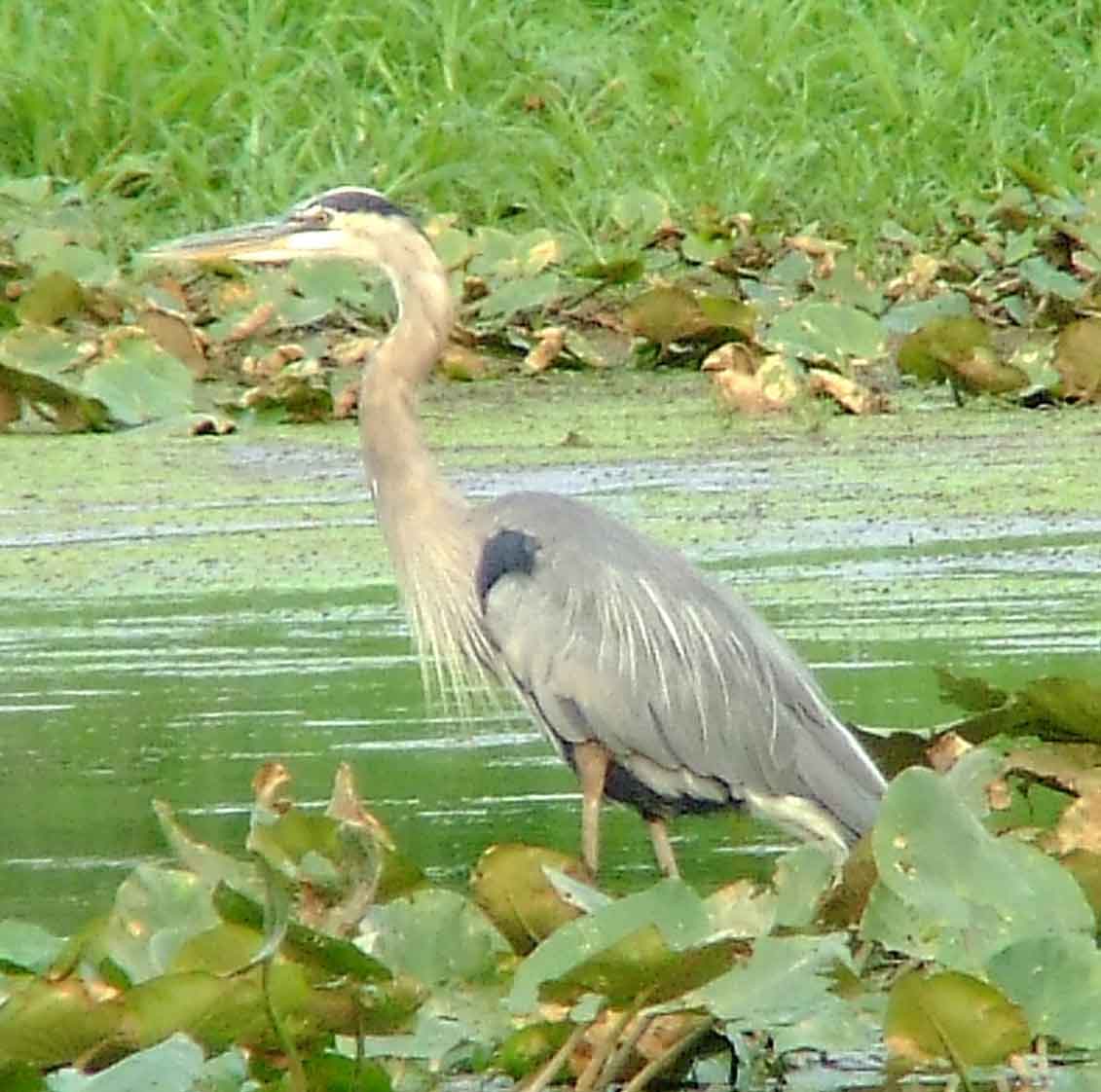 bird watching, C and O Canal, DC, Dick Maley, display, Fuji Digital Camera S9600, Hughes Hollow, Hunting Quarter Road, Marsh, Maryland, MD, Montgomery County, North America, photography, Poolesville, Potomac, Richard Maley, river, USA, Washington, Wetlands, Google Images, Ardea herodias, Great Blue Heron, Kingdom: Animalia, Phylum: Chordata, Class: Aves, Order: Ciconiiformes, Family: Ardeidae, Genus: Ardea, Species: A herodias