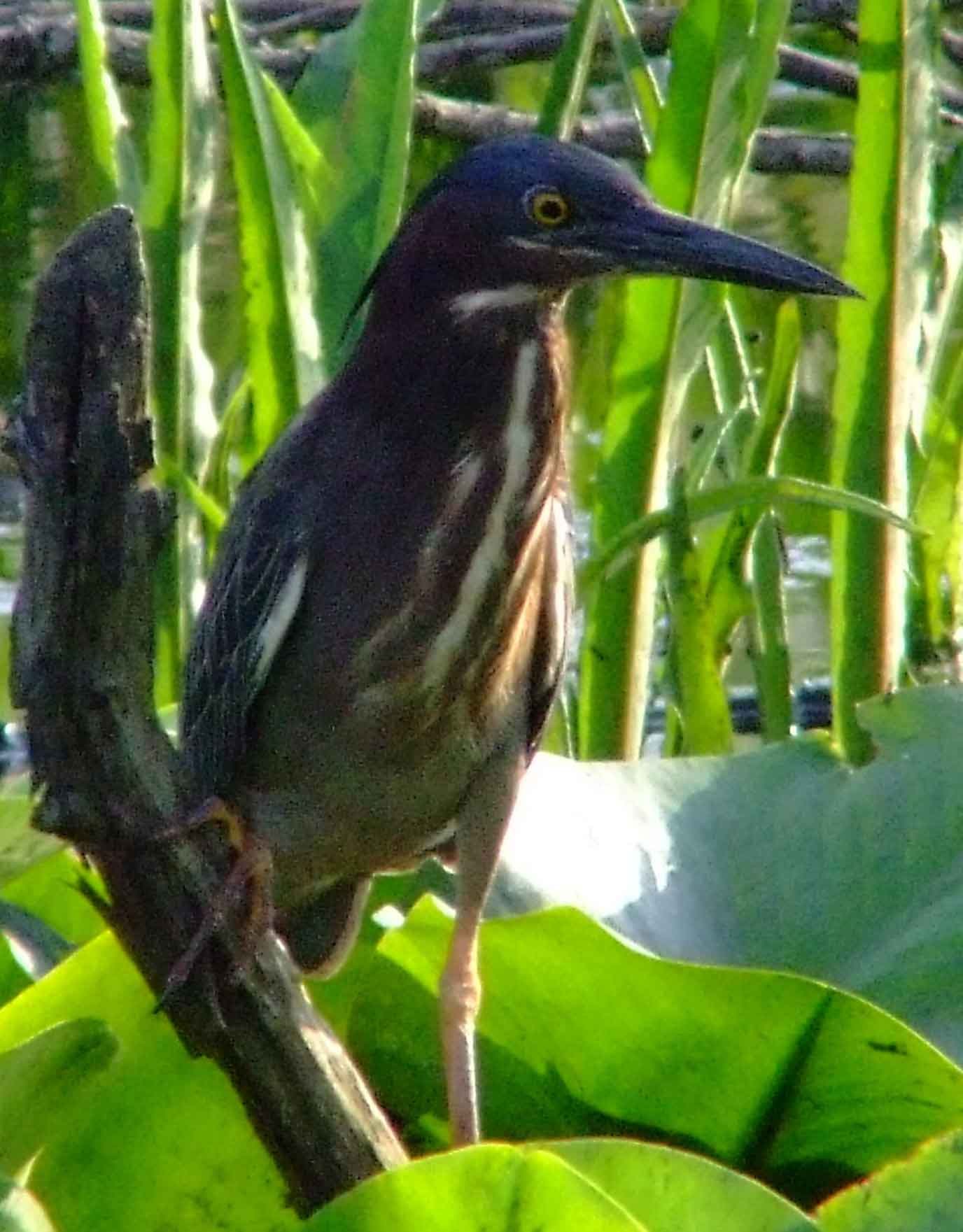 bird watching, C and O Canal, DC, Dick Maley, display, Fuji Digital Camera S9600, Hughes Hollow, Hunting Quarter Road, Marsh, Maryland, MD, Montgomery County, North America, photography, Poolesville, Potomac, Richard Maley, river, USA, Washington, Wetlands, Google Images, Green Heron, Kingdom: Animalia, Phylum: Chordata, Class: Aves, Subclass: Neornithes, Infraclass: Neognathae, Superorder: Neoaves, Order: Ciconiiformes, Family: Ardeidae, Genus: Butorides, Species: B virescens, Butorides virescens