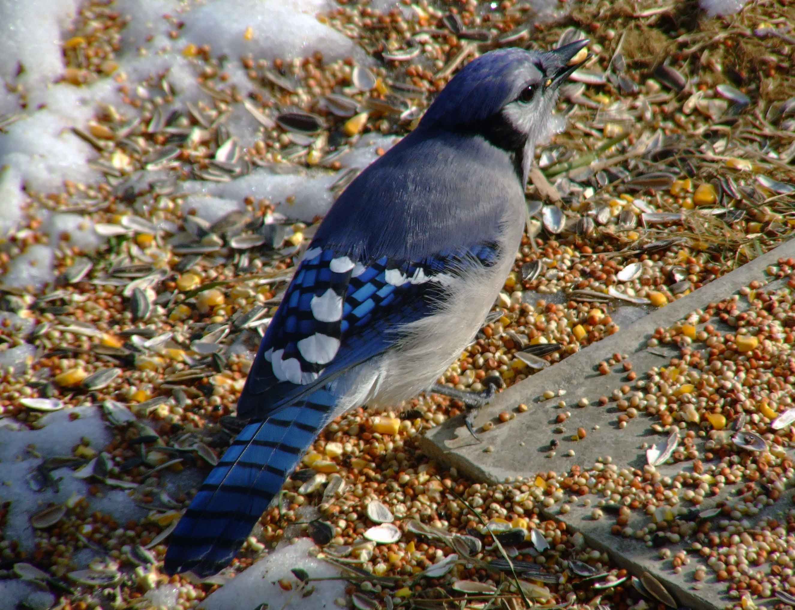 bird watching, C and O Canal, DC, Dick Maley, display, Fuji Digital Camera S9600, Hughes Hollow, Hunting Quarter Road, Marsh, Maryland, MD, Montgomery County, North America, photography, Poolesville, Potomac, Richard Maley, river, USA, Washington, Wetlands, Google Images, Blue Jay, Kingdom: Animalia, Phylum: Chordata, Class: Aves, Subclass: Neornithes, Infraclass: Neognathae, Superorder: Neoaves, Order: Passeriformes, Suborder: Passeri, Superfamily: Corvoidea, Family: Corvidae, Genus: Cyanocitta, Species: C cristata, Cyanocitta cristata