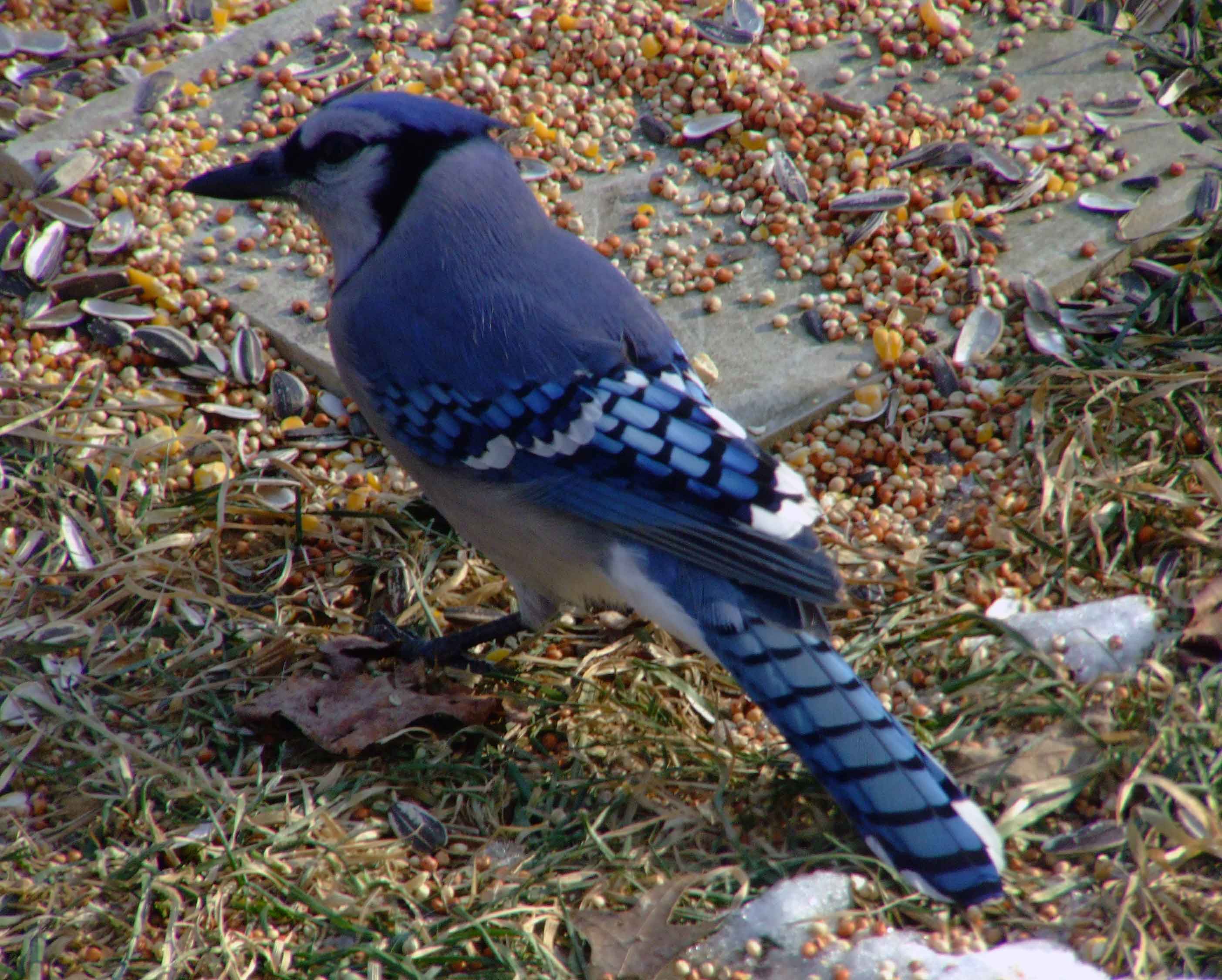 bird watching, C and O Canal, DC, Dick Maley, display, Fuji Digital Camera S9600, Hughes Hollow, Hunting Quarter Road, Marsh, Maryland, MD, Montgomery County, North America, photography, Poolesville, Potomac, Richard Maley, river, USA, Washington, Wetlands, Google Images, Blue Jay, Kingdom: Animalia, Phylum: Chordata, Class: Aves, Subclass: Neornithes, Infraclass: Neognathae, Superorder: Neoaves, Order: Passeriformes, Suborder: Passeri, Superfamily: Corvoidea, Family: Corvidae, Genus: Cyanocitta, Species: C cristata, Cyanocitta cristata