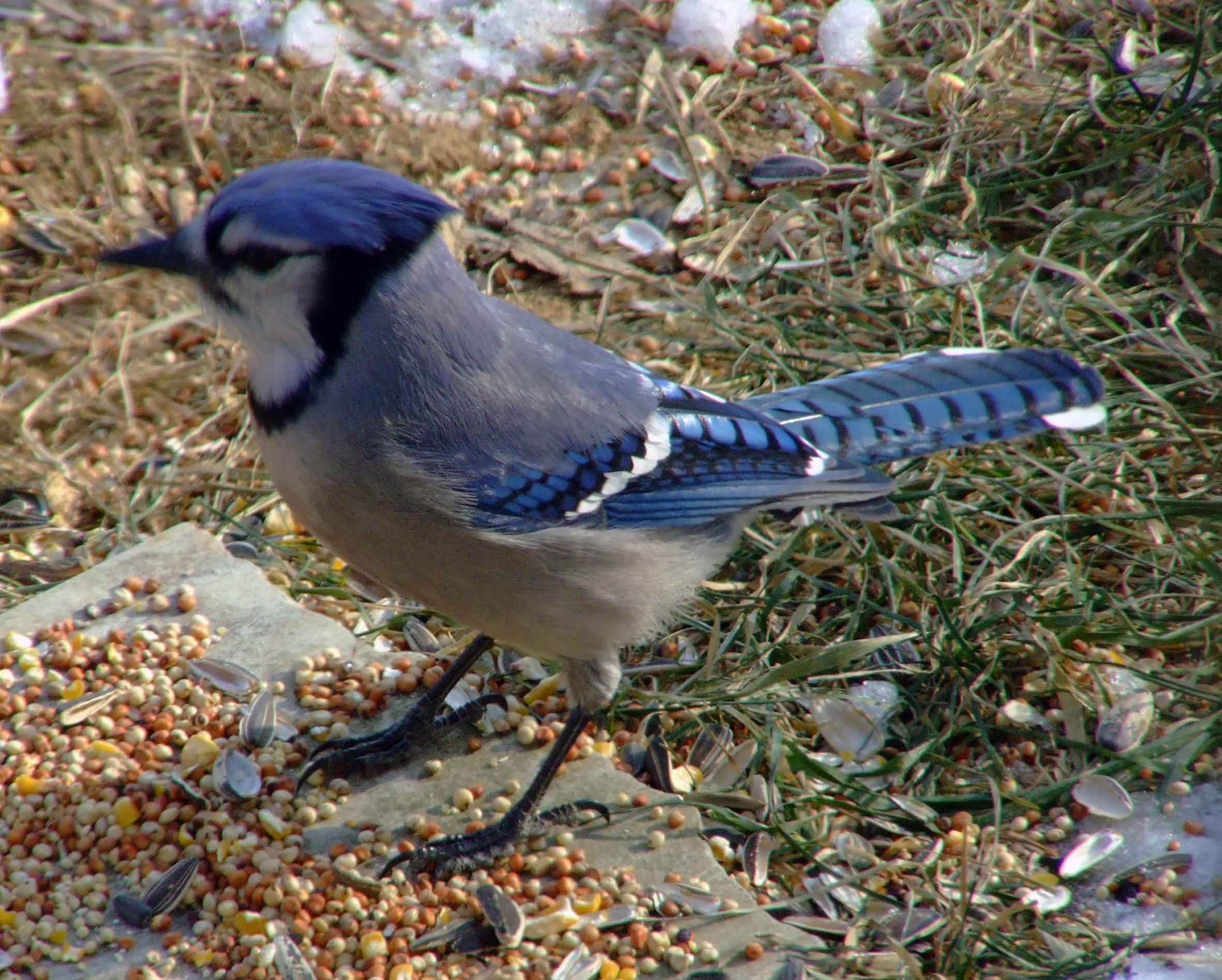 bird watching, C and O Canal, DC, Dick Maley, display, Fuji Digital Camera S9600, Hughes Hollow, Hunting Quarter Road, Marsh, Maryland, MD, Montgomery County, North America, photography, Poolesville, Potomac, Richard Maley, river, USA, Washington, Wetlands, Google Images, Blue Jay, Kingdom: Animalia, Phylum: Chordata, Class: Aves, Subclass: Neornithes, Infraclass: Neognathae, Superorder: Neoaves, Order: Passeriformes, Suborder: Passeri, Superfamily: Corvoidea, Family: Corvidae, Genus: Cyanocitta, Species: C cristata, Cyanocitta cristata