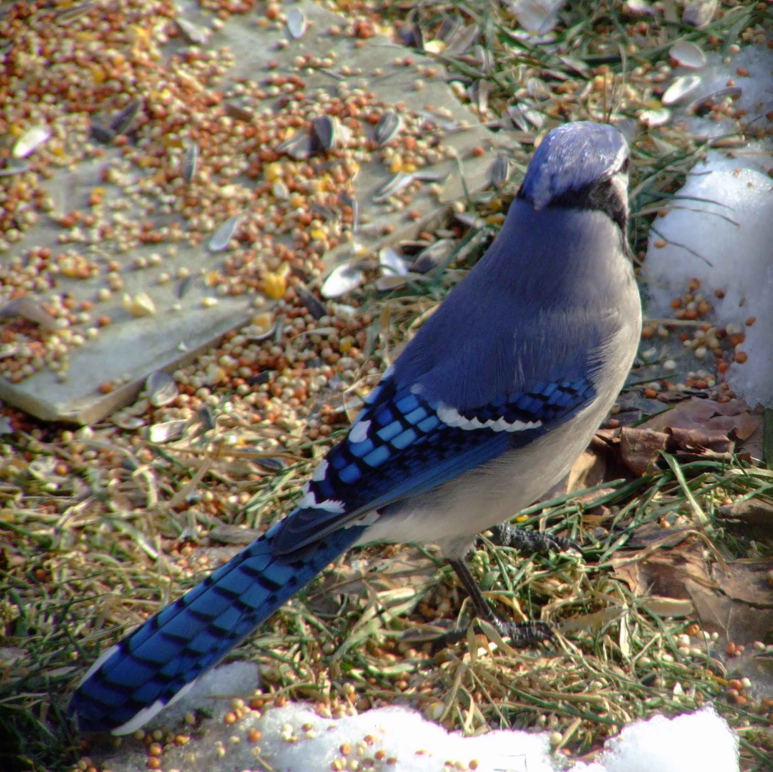 bird watching, C and O Canal, DC, Dick Maley, display, Fuji Digital Camera S9600, Hughes Hollow, Hunting Quarter Road, Marsh, Maryland, MD, Montgomery County, North America, photography, Poolesville, Potomac, Richard Maley, river, USA, Washington, Wetlands, Google Images, Blue Jay, Kingdom: Animalia, Phylum: Chordata, Class: Aves, Subclass: Neornithes, Infraclass: Neognathae, Superorder: Neoaves, Order: Passeriformes, Suborder: Passeri, Superfamily: Corvoidea, Family: Corvidae, Genus: Cyanocitta, Species: C cristata, Cyanocitta cristata