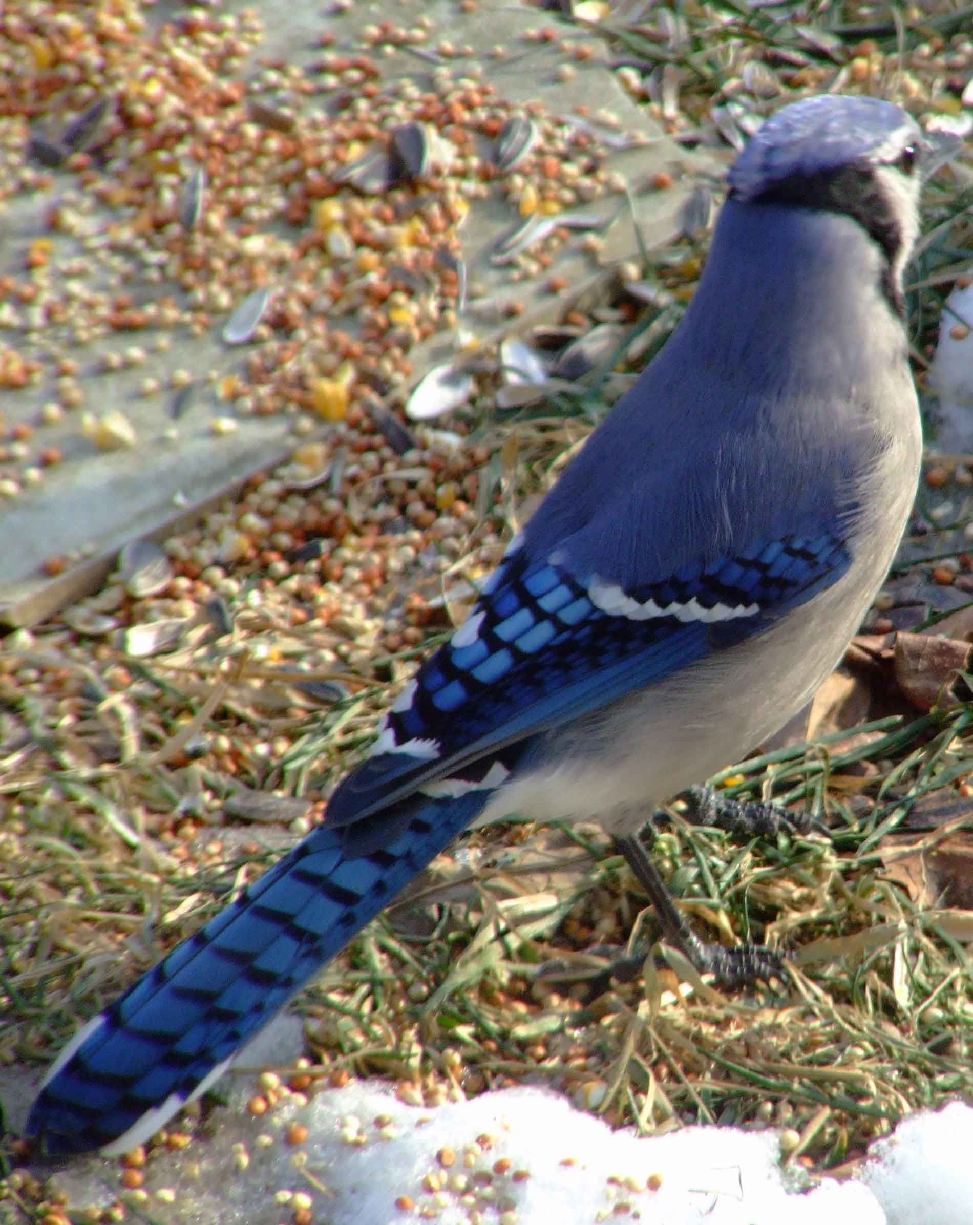 bird watching, C and O Canal, DC, Dick Maley, display, Fuji Digital Camera S9600, Hughes Hollow, Hunting Quarter Road, Marsh, Maryland, MD, Montgomery County, North America, photography, Poolesville, Potomac, Richard Maley, river, USA, Washington, Wetlands, Google Images, Blue Jay, Kingdom: Animalia, Phylum: Chordata, Class: Aves, Subclass: Neornithes, Infraclass: Neognathae, Superorder: Neoaves, Order: Passeriformes, Suborder: Passeri, Superfamily: Corvoidea, Family: Corvidae, Genus: Cyanocitta, Species: C cristata, Cyanocitta cristata