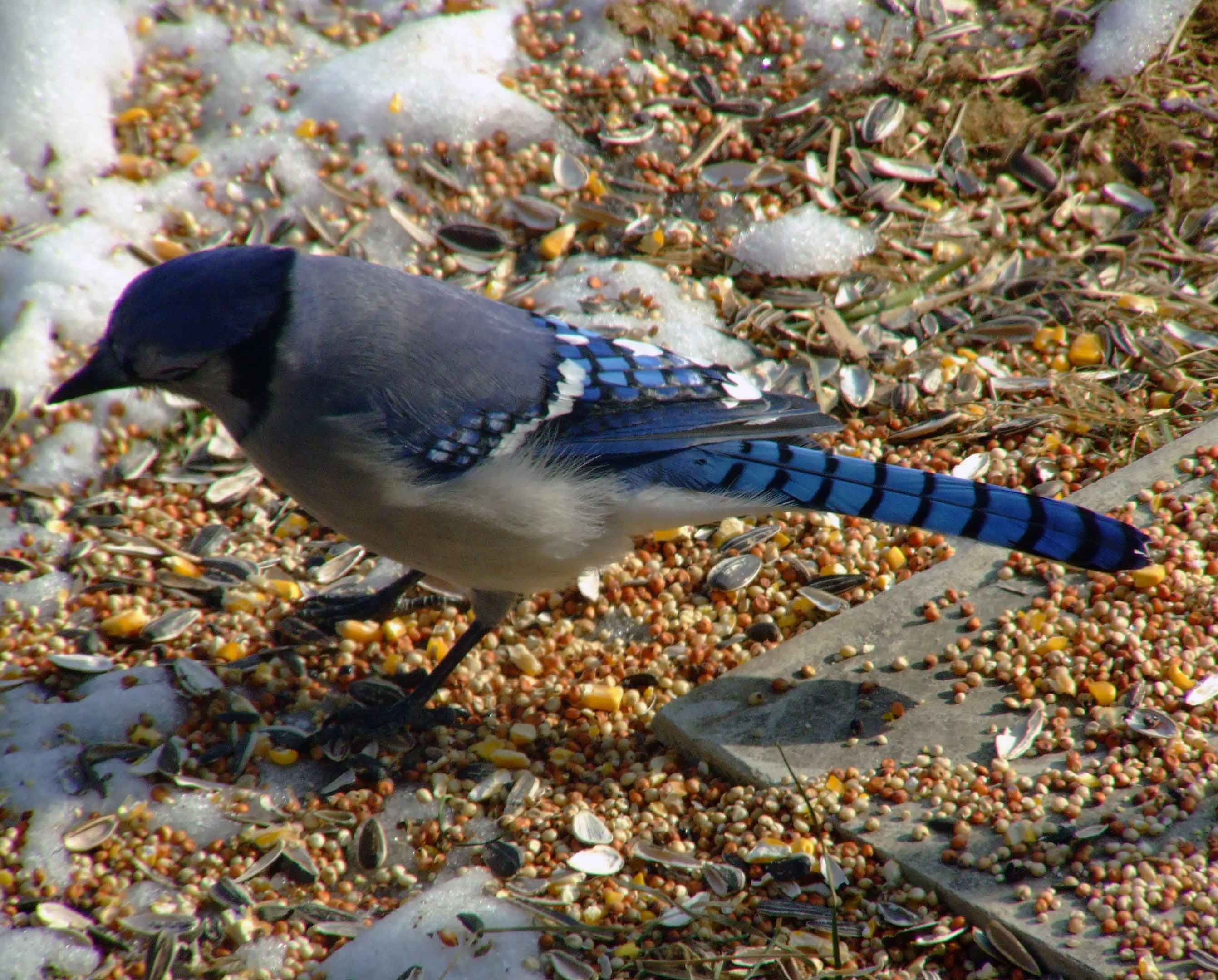 bird watching, C and O Canal, DC, Dick Maley, display, Fuji Digital Camera S9600, Hughes Hollow, Hunting Quarter Road, Marsh, Maryland, MD, Montgomery County, North America, photography, Poolesville, Potomac, Richard Maley, river, USA, Washington, Wetlands, Google Images, Blue Jay, Kingdom: Animalia, Phylum: Chordata, Class: Aves, Subclass: Neornithes, Infraclass: Neognathae, Superorder: Neoaves, Order: Passeriformes, Suborder: Passeri, Superfamily: Corvoidea, Family: Corvidae, Genus: Cyanocitta, Species: C cristata, Cyanocitta cristata