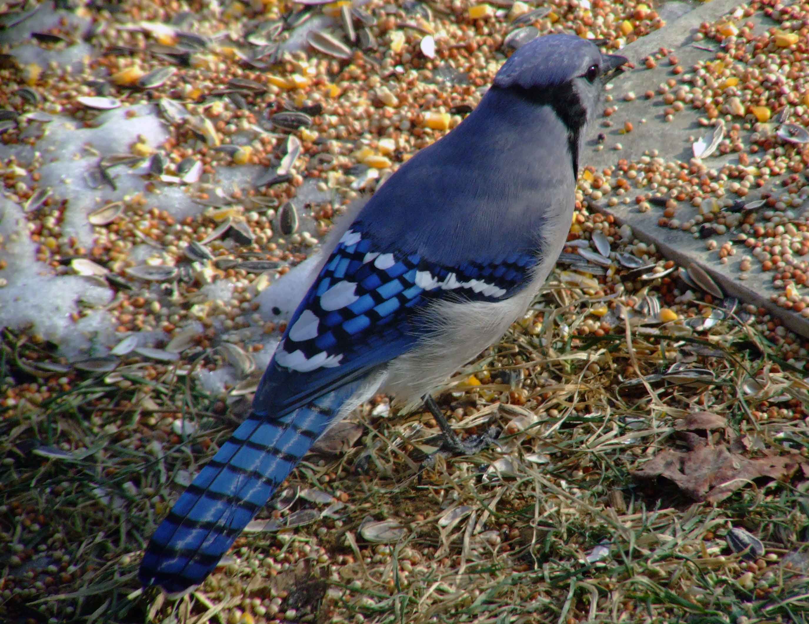 bird watching, C and O Canal, DC, Dick Maley, display, Fuji Digital Camera S9600, Hughes Hollow, Hunting Quarter Road, Marsh, Maryland, MD, Montgomery County, North America, photography, Poolesville, Potomac, Richard Maley, river, USA, Washington, Wetlands, Google Images, Blue Jay, Kingdom: Animalia, Phylum: Chordata, Class: Aves, Subclass: Neornithes, Infraclass: Neognathae, Superorder: Neoaves, Order: Passeriformes, Suborder: Passeri, Superfamily: Corvoidea, Family: Corvidae, Genus: Cyanocitta, Species: C cristata, Cyanocitta cristata