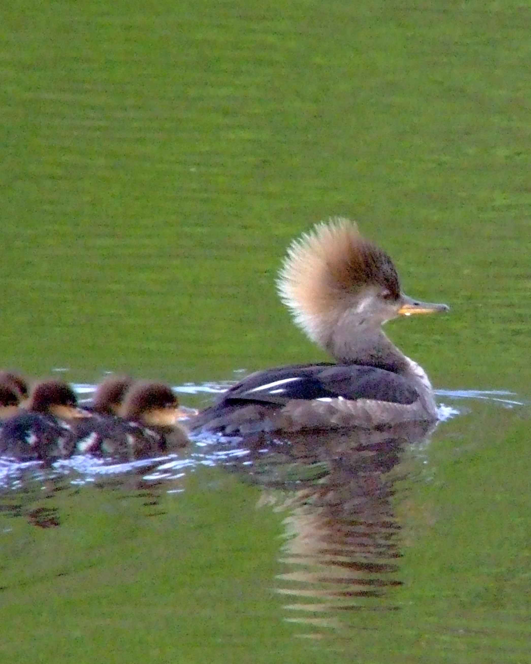 bird watching, C and O Canal, DC, Dick Maley, display, Fuji Digital Camera S9600, Hughes Hollow, Hunting Quarter Road, Marsh, Maryland, MD, Montgomery County, North America, photography, Poolesville, Potomac, Richard Maley, river, USA, Washington, Wetlands, Google Images, Hooded Merganser (female), Kingdom: Animalia, Phylum: Chordata, Class: Aves, Order: Anseriformes, Family: Anatidae, Genus: Lophodytes, Species: L cucullatus, Lophodytes cucullatus