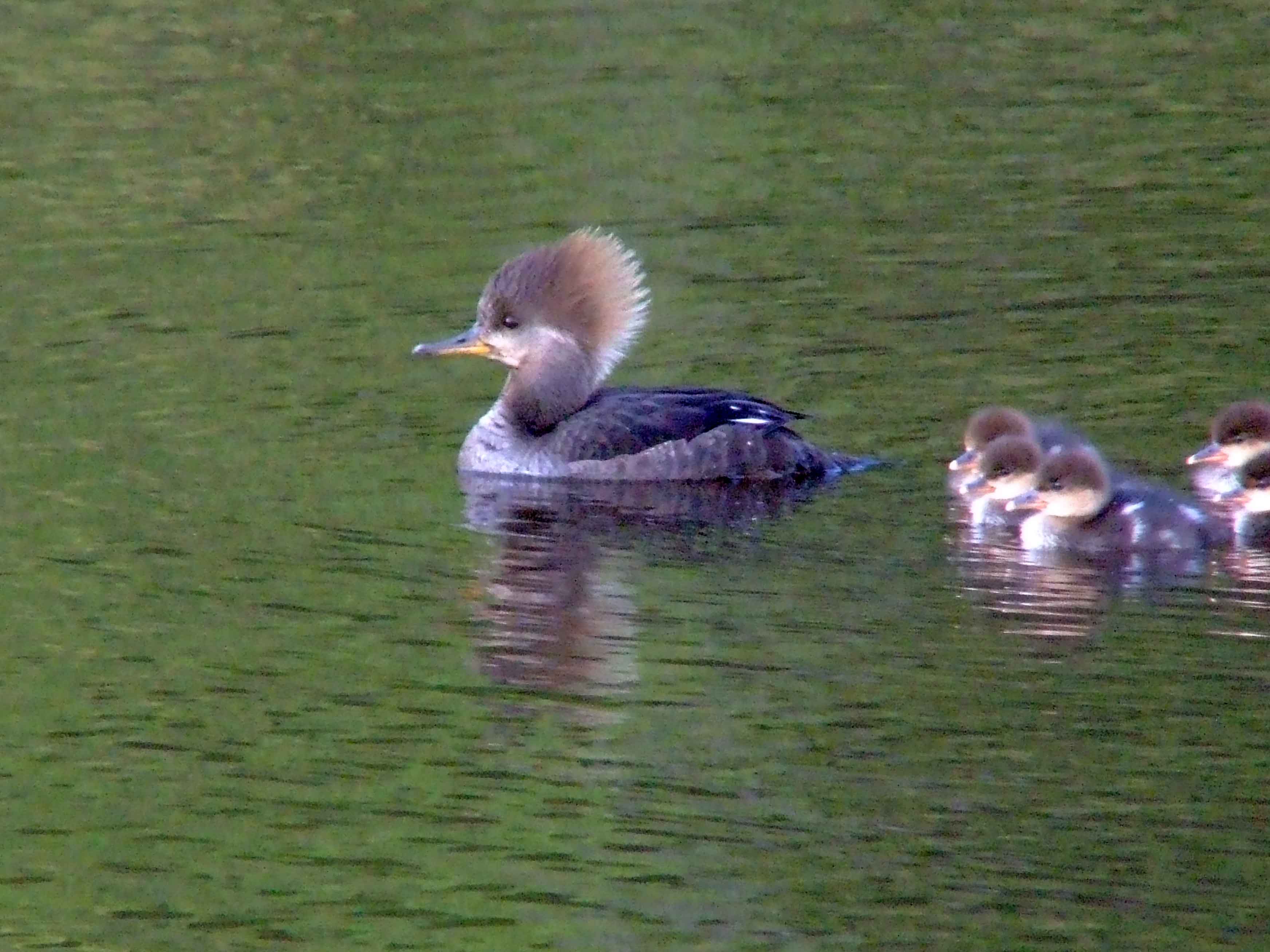 bird watching, C and O Canal, DC, Dick Maley, display, Fuji Digital Camera S9600, Hughes Hollow, Hunting Quarter Road, Marsh, Maryland, MD, Montgomery County, North America, photography, Poolesville, Potomac, Richard Maley, river, USA, Washington, Wetlands, Google Images, Hooded Merganser (female), Kingdom: Animalia, Phylum: Chordata, Class: Aves, Order: Anseriformes, Family: Anatidae, Genus: Lophodytes, Species: L cucullatus, Lophodytes cucullatus