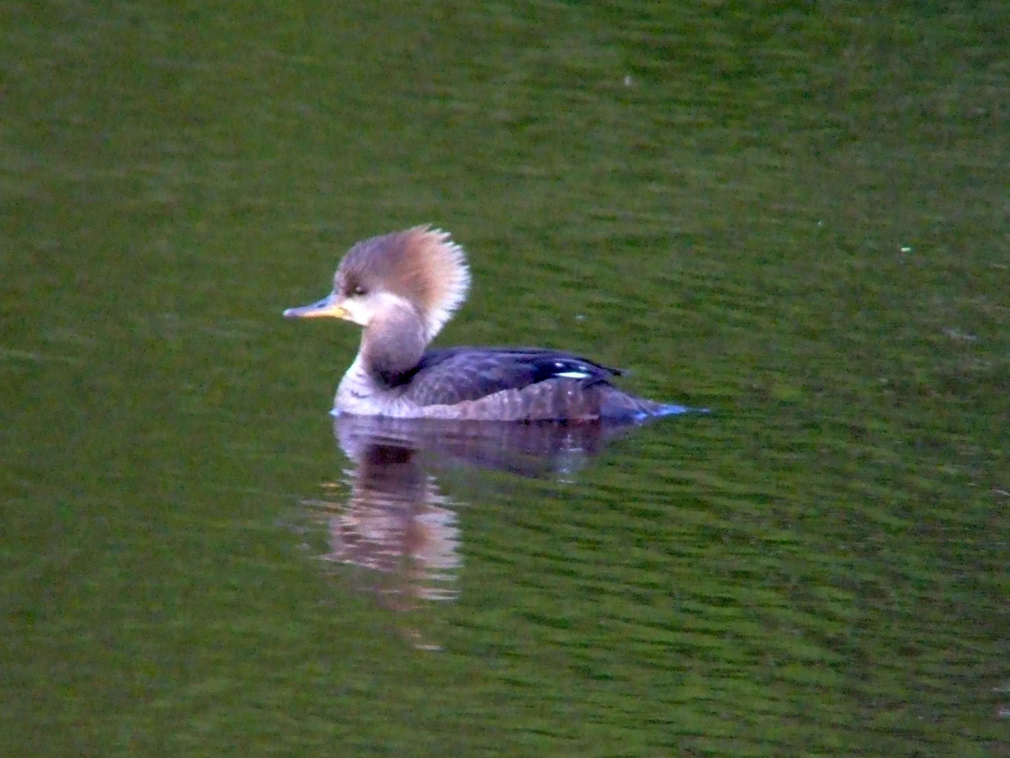 bird watching, C and O Canal, DC, Dick Maley, display, Fuji Digital Camera S9600, Hughes Hollow, Hunting Quarter Road, Marsh, Maryland, MD, Montgomery County, North America, photography, Poolesville, Potomac, Richard Maley, river, USA, Washington, Wetlands, Google Images, Hooded Merganser (female), Kingdom: Animalia, Phylum: Chordata, Class: Aves, Order: Anseriformes, Family: Anatidae, Genus: Lophodytes, Species: L cucullatus, Lophodytes cucullatus