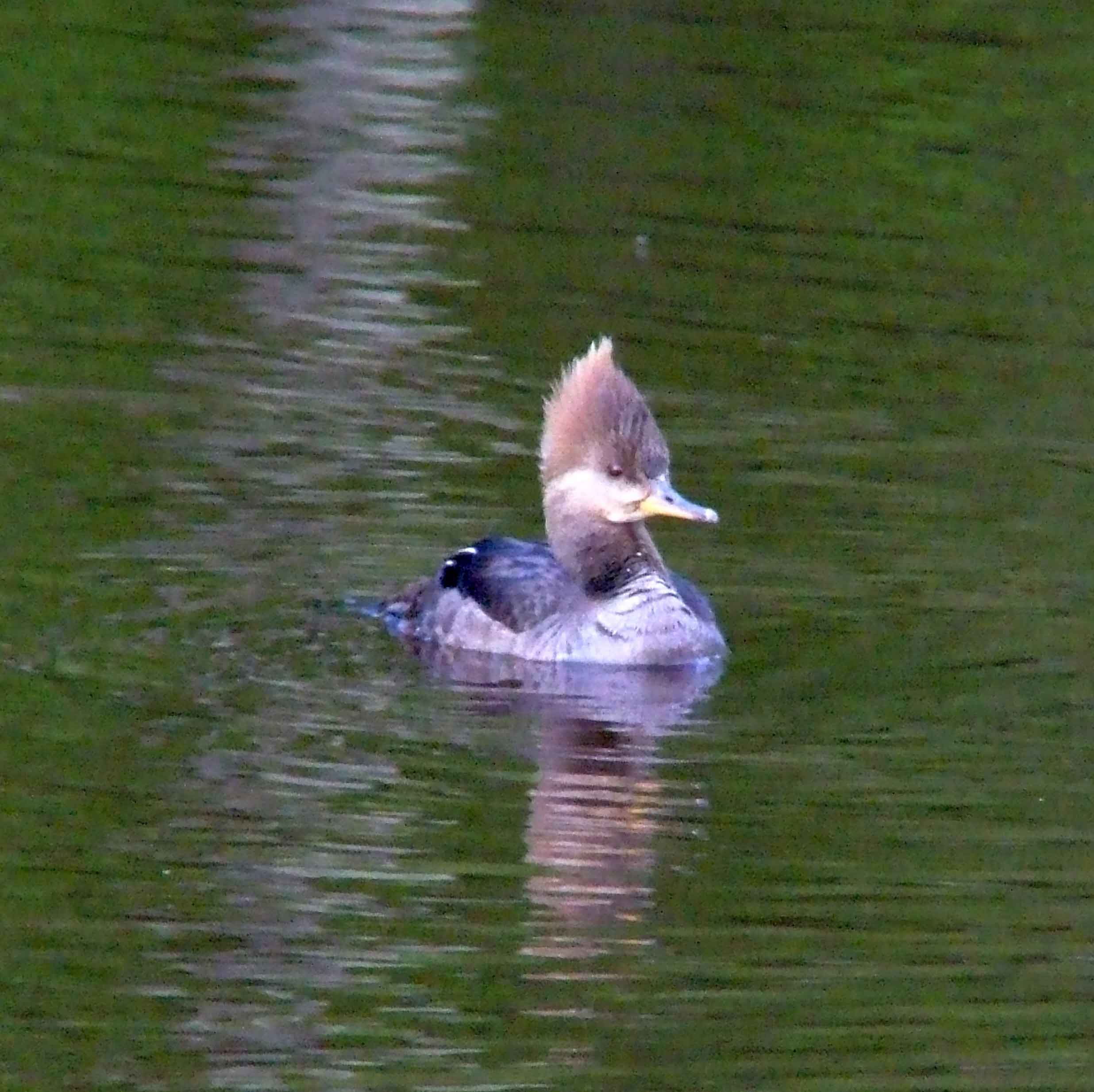 bird watching, C and O Canal, DC, Dick Maley, display, Fuji Digital Camera S9600, Hughes Hollow, Hunting Quarter Road, Marsh, Maryland, MD, Montgomery County, North America, photography, Poolesville, Potomac, Richard Maley, river, USA, Washington, Wetlands, Google Images, Hooded Merganser (female), Kingdom: Animalia, Phylum: Chordata, Class: Aves, Order: Anseriformes, Family: Anatidae, Genus: Lophodytes, Species: L cucullatus, Lophodytes cucullatus