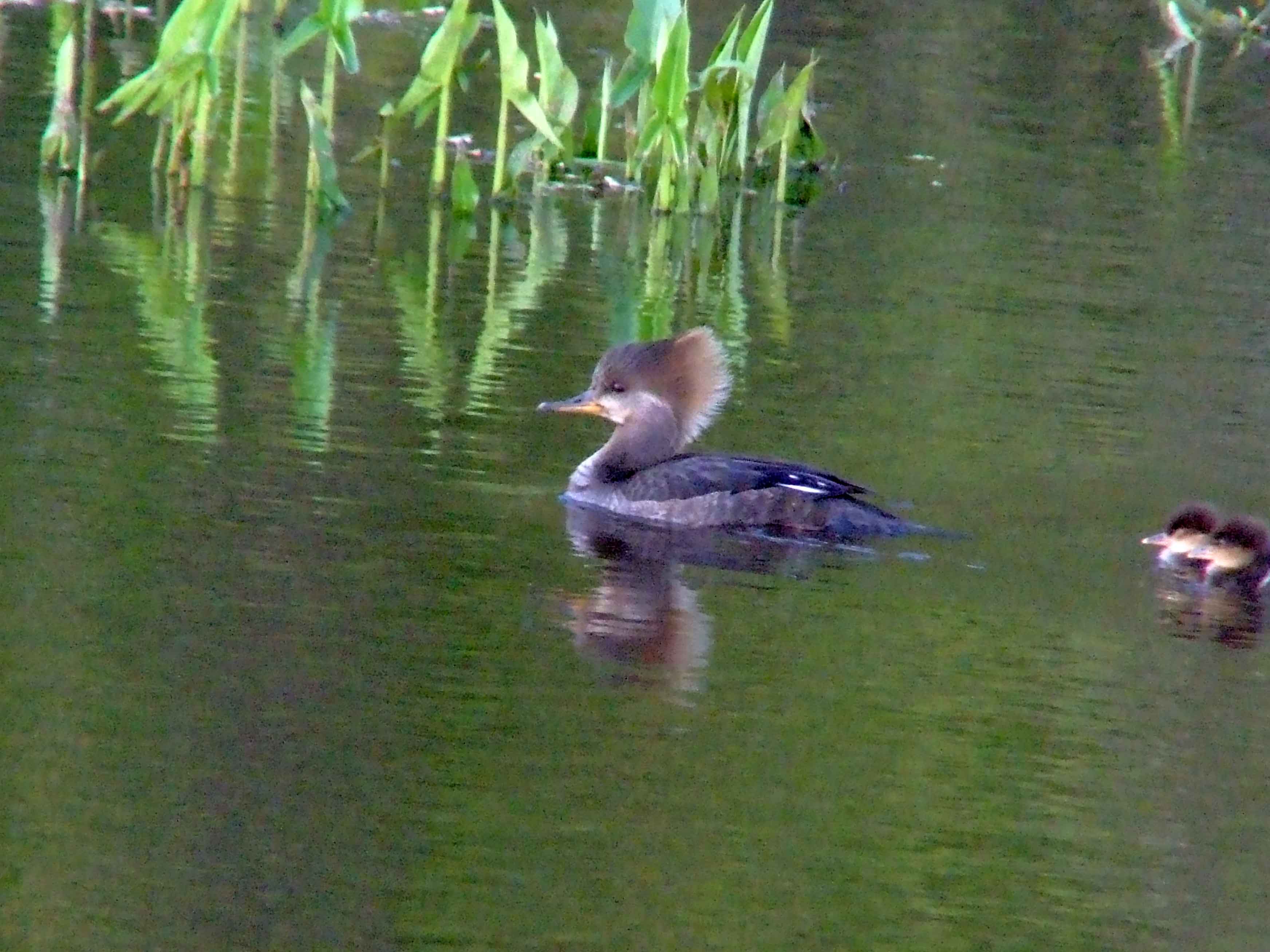 bird watching, C and O Canal, DC, Dick Maley, display, Fuji Digital Camera S9600, Hughes Hollow, Hunting Quarter Road, Marsh, Maryland, MD, Montgomery County, North America, photography, Poolesville, Potomac, Richard Maley, river, USA, Washington, Wetlands, Google Images, Hooded Merganser (female), Kingdom: Animalia, Phylum: Chordata, Class: Aves, Order: Anseriformes, Family: Anatidae, Genus: Lophodytes, Species: L cucullatus, Lophodytes cucullatus