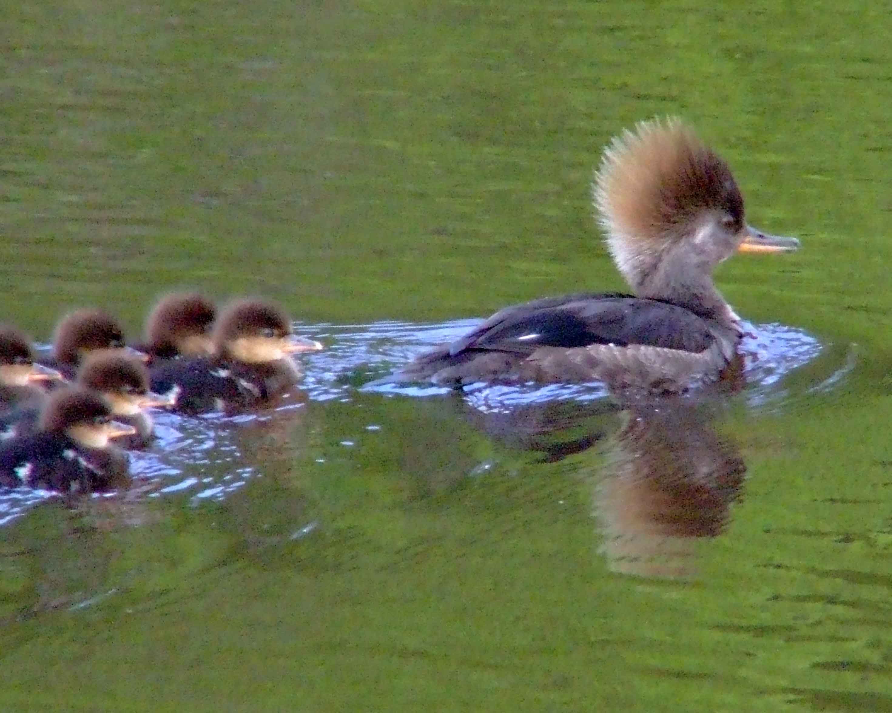 bird watching, C and O Canal, DC, Dick Maley, display, Fuji Digital Camera S9600, Hughes Hollow, Hunting Quarter Road, Marsh, Maryland, MD, Montgomery County, North America, photography, Poolesville, Potomac, Richard Maley, river, USA, Washington, Wetlands, Google Images, Hooded Merganser (female), Kingdom: Animalia, Phylum: Chordata, Class: Aves, Order: Anseriformes, Family: Anatidae, Genus: Lophodytes, Species: L cucullatus, Lophodytes cucullatus