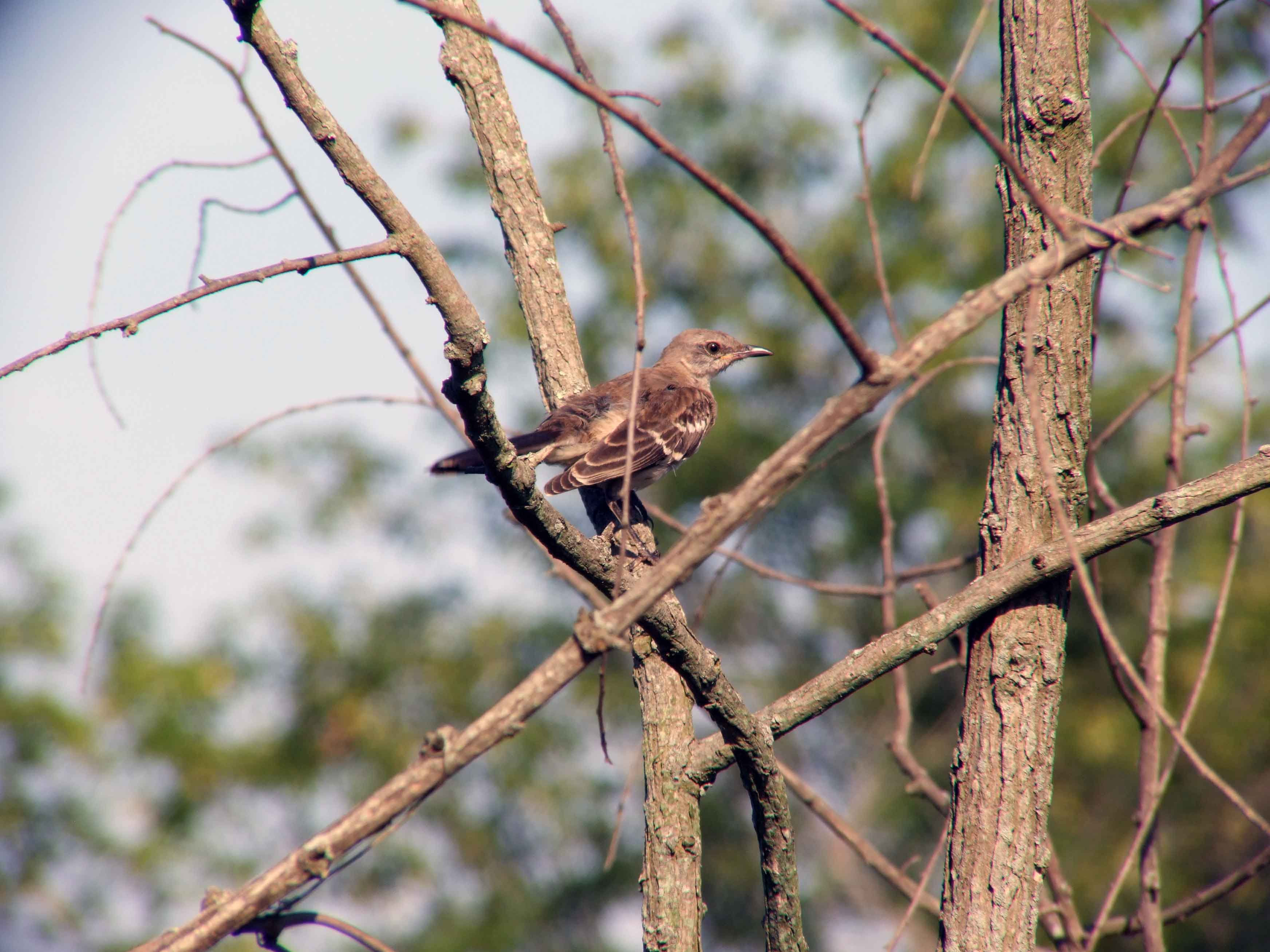 bird watching, C and O Canal, DC, Dick Maley, display, Fuji Digital Camera S9600, Hughes Hollow, Hunting Quarter Road, Marsh, Maryland, MD, Montgomery County, North America, photography, Poolesville, Potomac, Richard Maley, river, USA, Washington, Wetlands, Google Images, Northern Mockingbird, Kingdom: Animalia, Phylum: Chordata, Class: Aves, Order: Passeriformes, Family: Mimidae, Genus: Mimus, Species: M polyglottos, Mimus polyglottos