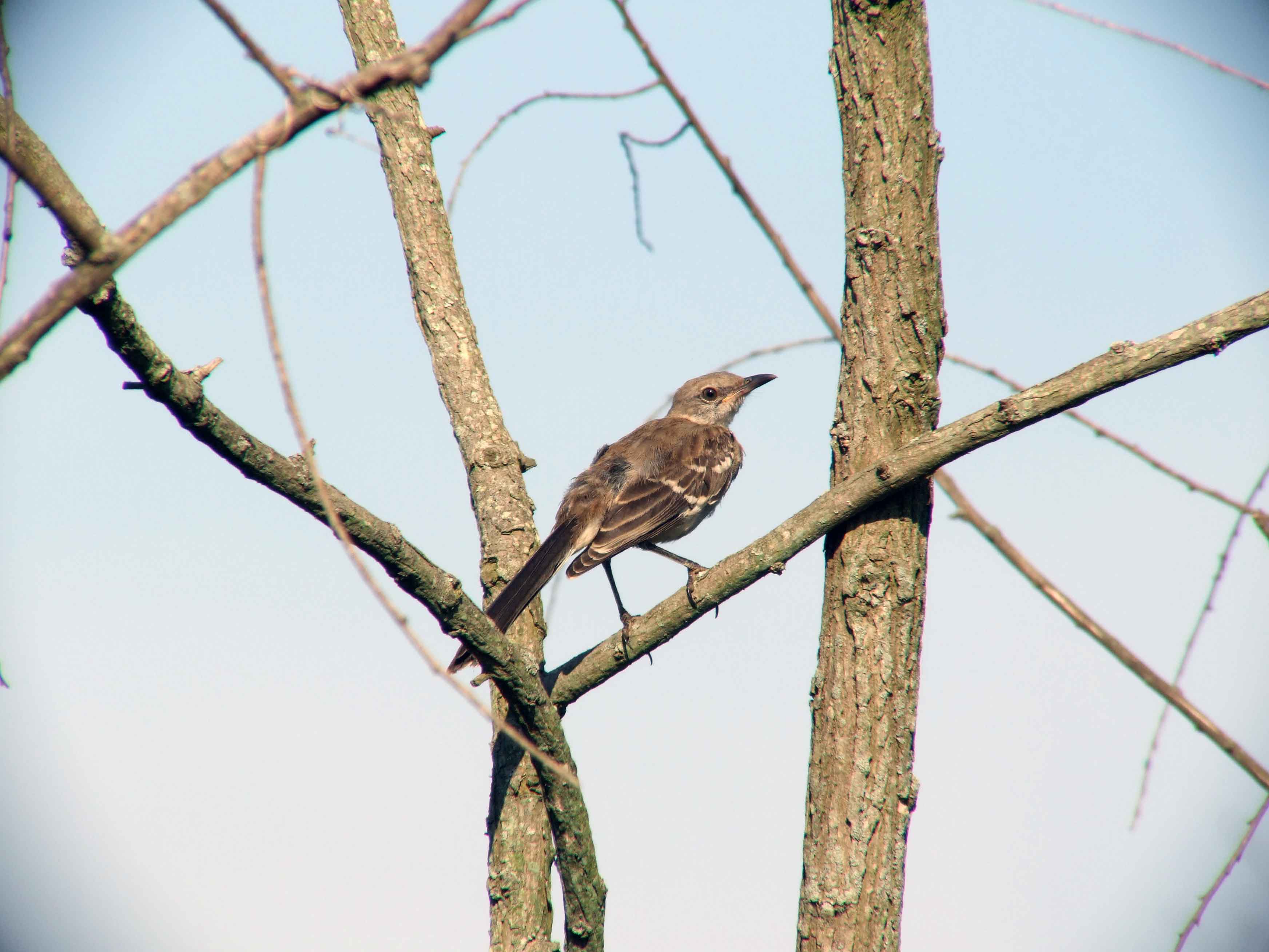 bird watching, C and O Canal, DC, Dick Maley, display, Fuji Digital Camera S9600, Hughes Hollow, Hunting Quarter Road, Marsh, Maryland, MD, Montgomery County, North America, photography, Poolesville, Potomac, Richard Maley, river, USA, Washington, Wetlands, Google Images, Northern Mockingbird, Kingdom: Animalia, Phylum: Chordata, Class: Aves, Order: Passeriformes, Family: Mimidae, Genus: Mimus, Species: M polyglottos, Mimus polyglottos