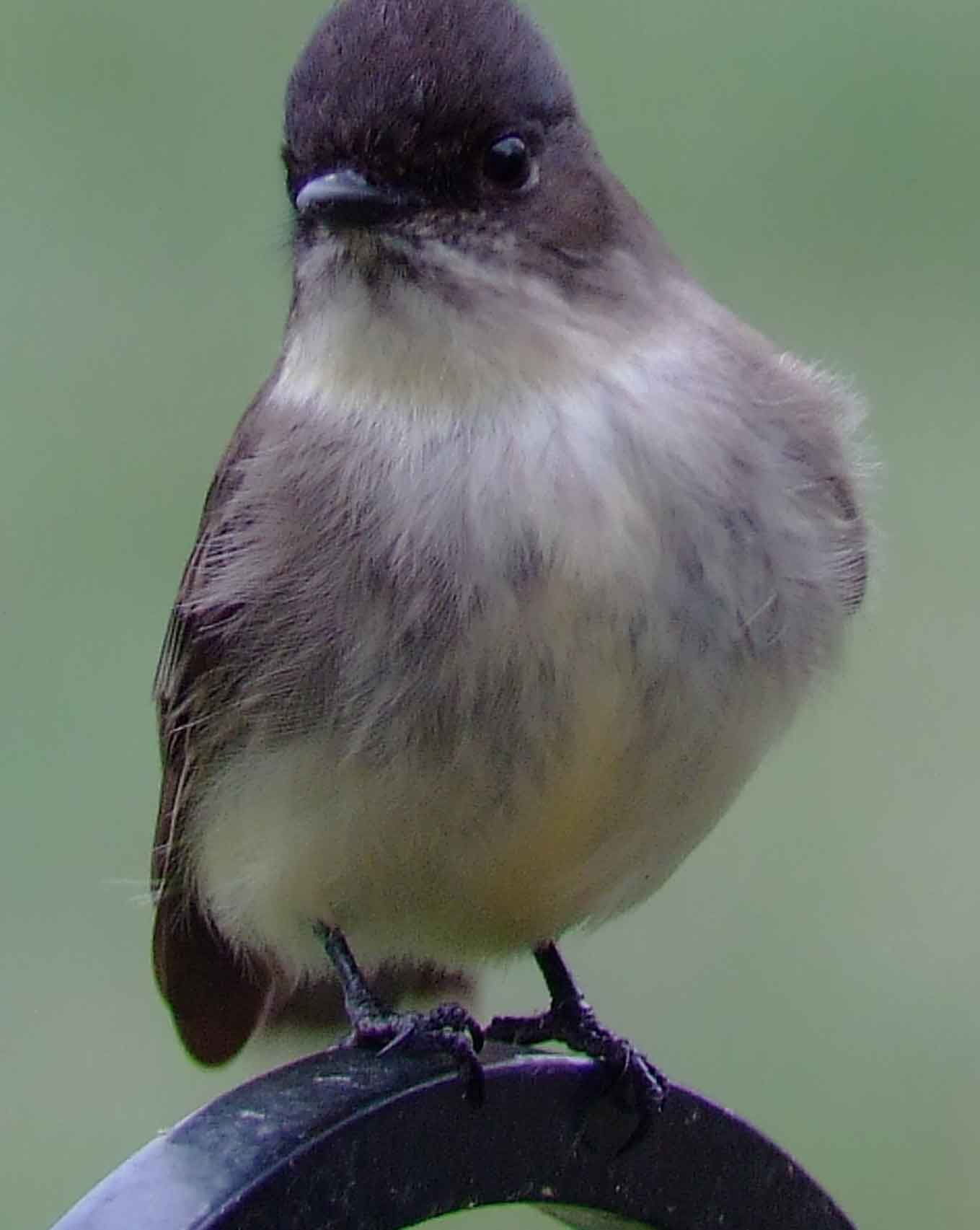 art, binoculars, bird, bird watching, birder, birdwatching, C and O Canal, C&O Canal, camera, camping, Class: Aves, Dark grayish brown back and head, DC, Dick Maley, digiscoping, Digital Camera, Eastern Phoebe, fee-bee, first banded bird in North America, Fuji Digital Camera S9600, Google Images, hiking, Hughes Hollow, Hunting Quarter Road, images, information, John James Audubon, Lighter underparts, loner, Marsh, Maryland, mating, MD, Montgomery County, nature, No eyering or conspicuous wingbars, North America, photo, photograph, photography, Photoshop, picture, Poolesville, Potomac, Potomac Maryland, refractor, Richard Maley, river, Sexes alike, Small songbird, species, telephoto, telescope, USA, Wags tail, Washington, Wetlands