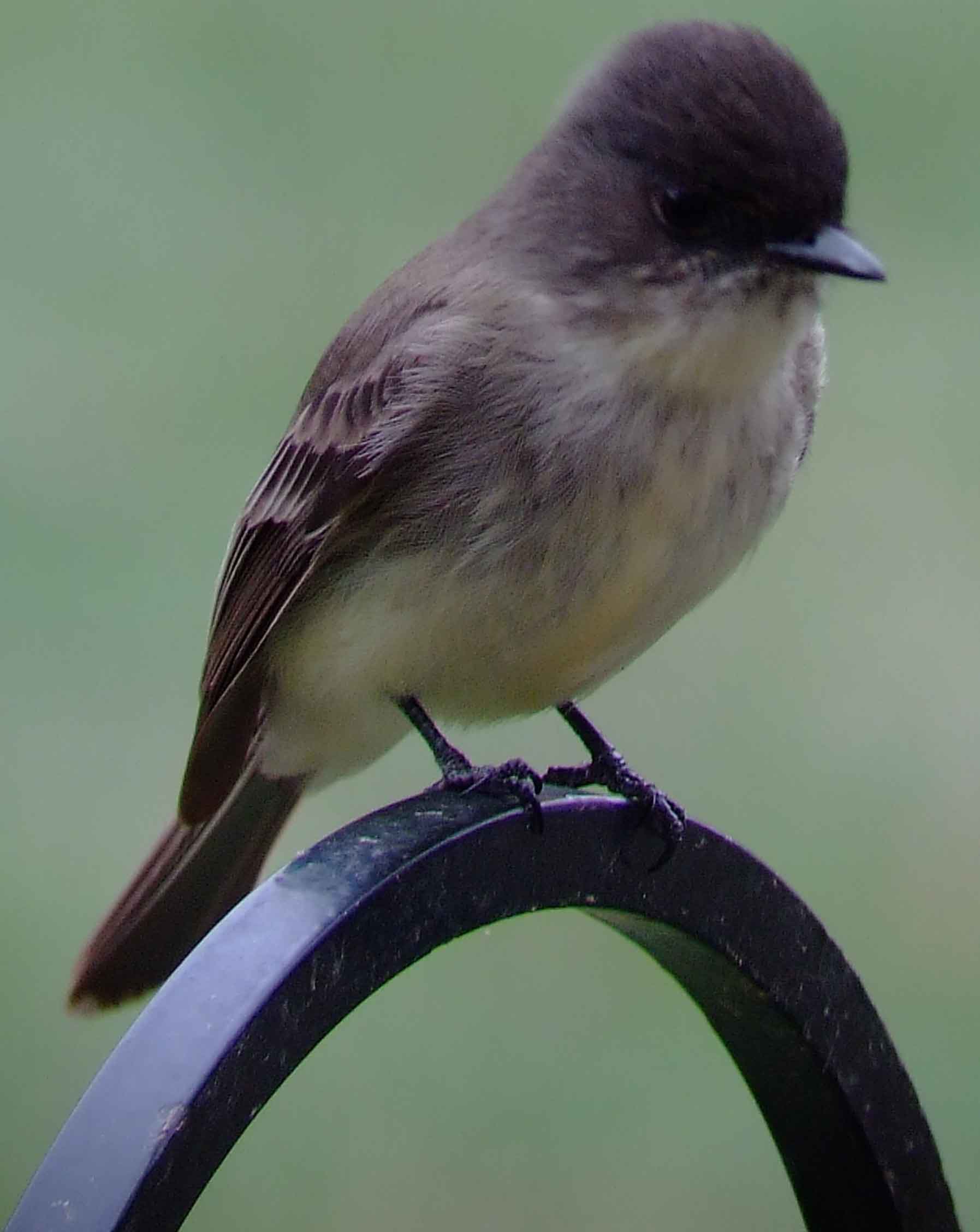 art, binoculars, bird, bird watching, birder, birdwatching, C and O Canal, C&O Canal, camera, camping, Class: Aves, Dark grayish brown back and head, DC, Dick Maley, digiscoping, Digital Camera, Eastern Phoebe, fee-bee, first banded bird in North America, Fuji Digital Camera S9600, Google Images, hiking, Hughes Hollow, Hunting Quarter Road, images, information, John James Audubon, Lighter underparts, loner, Marsh, Maryland, mating, MD, Montgomery County, nature, No eyering or conspicuous wingbars, North America, photo, photograph, photography, Photoshop, picture, Poolesville, Potomac, Potomac Maryland, refractor, Richard Maley, river, Sexes alike, Small songbird, species, telephoto, telescope, USA, Wags tail, Washington, Wetlands