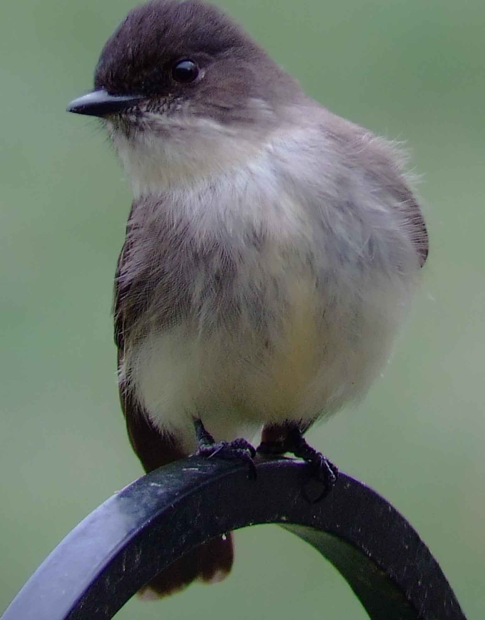 art, binoculars, bird, bird watching, birder, birdwatching, C and O Canal, C&O Canal, camera, camping, Class: Aves, Dark grayish brown back and head, DC, Dick Maley, digiscoping, Digital Camera, Eastern Phoebe, fee-bee, first banded bird in North America, Fuji Digital Camera S9600, Google Images, hiking, Hughes Hollow, Hunting Quarter Road, images, information, John James Audubon, Lighter underparts, loner, Marsh, Maryland, mating, MD, Montgomery County, nature, No eyering or conspicuous wingbars, North America, photo, photograph, photography, Photoshop, picture, Poolesville, Potomac, Potomac Maryland, refractor, Richard Maley, river, Sexes alike, Small songbird, species, telephoto, telescope, USA, Wags tail, Washington, Wetlands