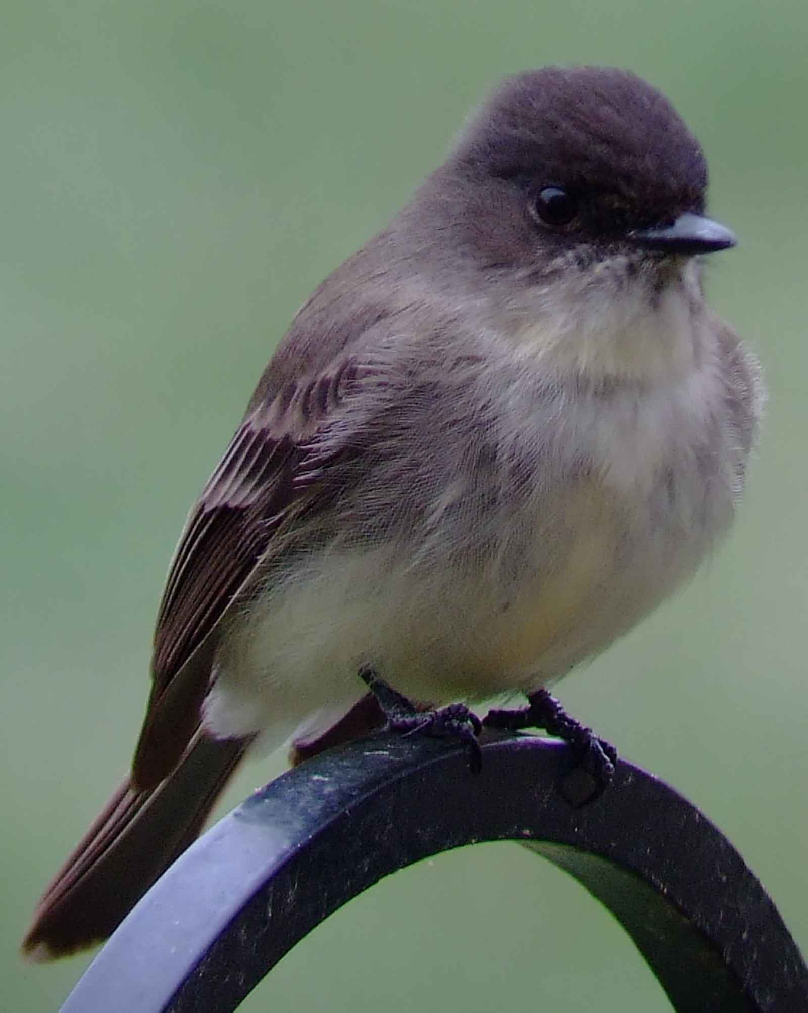 art, binoculars, bird, bird watching, birder, birdwatching, C and O Canal, C&O Canal, camera, camping, Class: Aves, Dark grayish brown back and head, DC, Dick Maley, digiscoping, Digital Camera, Eastern Phoebe, fee-bee, first banded bird in North America, Fuji Digital Camera S9600, Google Images, hiking, Hughes Hollow, Hunting Quarter Road, images, information, John James Audubon, Lighter underparts, loner, Marsh, Maryland, mating, MD, Montgomery County, nature, No eyering or conspicuous wingbars, North America, photo, photograph, photography, Photoshop, picture, Poolesville, Potomac, Potomac Maryland, refractor, Richard Maley, river, Sexes alike, Small songbird, species, telephoto, telescope, USA, Wags tail, Washington, Wetlands