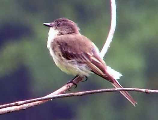 art, binoculars, bird, bird watching, birder, birdwatching, C and O Canal, C&O Canal, camera, camping, Class: Aves, Dark grayish brown back and head, DC, Dick Maley, digiscoping, Digital Camera, Eastern Phoebe, fee-bee, first banded bird in North America, Fuji Digital Camera S9600, Google Images, hiking, Hughes Hollow, Hunting Quarter Road, images, information, John James Audubon, Lighter underparts, loner, Marsh, Maryland, mating, MD, Montgomery County, nature, No eyering or conspicuous wingbars, North America, photo, photograph, photography, Photoshop, picture, Poolesville, Potomac, Potomac Maryland, refractor, Richard Maley, river, Sexes alike, Small songbird, species, telephoto, telescope, USA, Wags tail, Washington, Wetlands