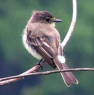 art, binoculars, bird, bird watching, birder, birdwatching, C and O Canal, C&O Canal, camera, camping, Class: Aves, Dark grayish brown back and head, DC, Dick Maley, digiscoping, Digital Camera, Eastern Phoebe, fee-bee, first banded bird in North America, Fuji Digital Camera S9600, Google Images, hiking, Hughes Hollow, Hunting Quarter Road, images, information, John James Audubon, Lighter underparts, loner, Marsh, Maryland, mating, MD, Montgomery County, nature, No eyering or conspicuous wingbars, North America, photo, photograph, photography, Photoshop, picture, Poolesville, Potomac, Potomac Maryland, refractor, Richard Maley, river, Sexes alike, Small songbird, species, telephoto, telescope, USA, Wags tail, Washington, Wetlands