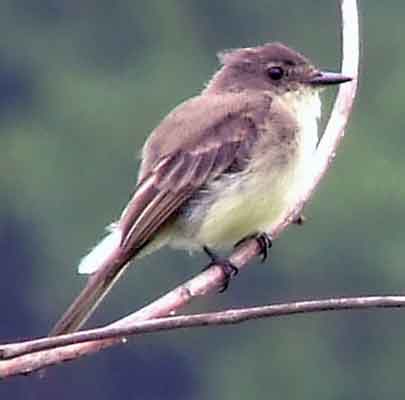 art, binoculars, bird, bird watching, birder, birdwatching, C and O Canal, C&O Canal, camera, camping, Class: Aves, Dark grayish brown back and head, DC, Dick Maley, digiscoping, Digital Camera, Eastern Phoebe, fee-bee, first banded bird in North America, Fuji Digital Camera S9600, Google Images, hiking, Hughes Hollow, Hunting Quarter Road, images, information, John James Audubon, Lighter underparts, loner, Marsh, Maryland, mating, MD, Montgomery County, nature, No eyering or conspicuous wingbars, North America, photo, photograph, photography, Photoshop, picture, Poolesville, Potomac, Potomac Maryland, refractor, Richard Maley, river, Sexes alike, Small songbird, species, telephoto, telescope, USA, Wags tail, Washington, Wetlands