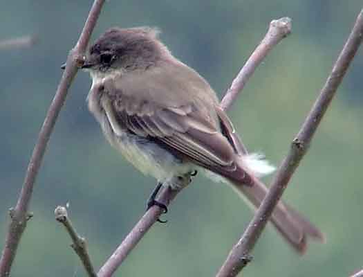 art, binoculars, bird, bird watching, birder, birdwatching, C and O Canal, C&O Canal, camera, camping, Class: Aves, Dark grayish brown back and head, DC, Dick Maley, digiscoping, Digital Camera, Eastern Phoebe, fee-bee, first banded bird in North America, Fuji Digital Camera S9600, Google Images, hiking, Hughes Hollow, Hunting Quarter Road, images, information, John James Audubon, Lighter underparts, loner, Marsh, Maryland, mating, MD, Montgomery County, nature, No eyering or conspicuous wingbars, North America, photo, photograph, photography, Photoshop, picture, Poolesville, Potomac, Potomac Maryland, refractor, Richard Maley, river, Sexes alike, Small songbird, species, telephoto, telescope, USA, Wags tail, Washington, Wetlands