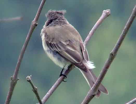 art, binoculars, bird, bird watching, birder, birdwatching, C and O Canal, C&O Canal, camera, camping, Class: Aves, Dark grayish brown back and head, DC, Dick Maley, digiscoping, Digital Camera, Eastern Phoebe, fee-bee, first banded bird in North America, Fuji Digital Camera S9600, Google Images, hiking, Hughes Hollow, Hunting Quarter Road, images, information, John James Audubon, Lighter underparts, loner, Marsh, Maryland, mating, MD, Montgomery County, nature, No eyering or conspicuous wingbars, North America, photo, photograph, photography, Photoshop, picture, Poolesville, Potomac, Potomac Maryland, refractor, Richard Maley, river, Sexes alike, Small songbird, species, telephoto, telescope, USA, Wags tail, Washington, Wetlands