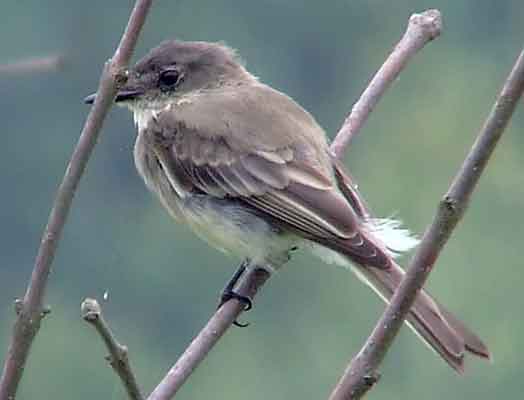 art, binoculars, bird, bird watching, birder, birdwatching, C and O Canal, C&O Canal, camera, camping, Class: Aves, Dark grayish brown back and head, DC, Dick Maley, digiscoping, Digital Camera, Eastern Phoebe, fee-bee, first banded bird in North America, Fuji Digital Camera S9600, Google Images, hiking, Hughes Hollow, Hunting Quarter Road, images, information, John James Audubon, Lighter underparts, loner, Marsh, Maryland, mating, MD, Montgomery County, nature, No eyering or conspicuous wingbars, North America, photo, photograph, photography, Photoshop, picture, Poolesville, Potomac, Potomac Maryland, refractor, Richard Maley, river, Sexes alike, Small songbird, species, telephoto, telescope, USA, Wags tail, Washington, Wetlands