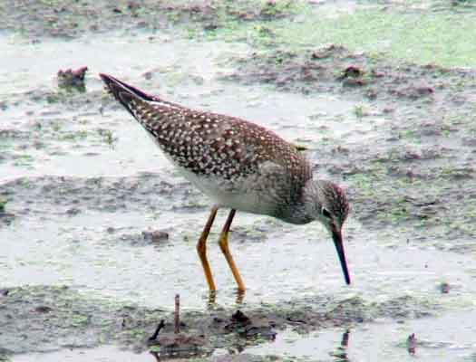 bird watching, C and O Canal, DC, Dick Maley, display, Fuji Digital Camera S9600, Hughes Hollow, Hunting Quarter Road, Marsh, Maryland, MD, Montgomery County, North America, photography, Poolesville, Potomac, Richard Maley, river, USA, Washington, Wetlands, Google Images, Lesser Yellowlegs